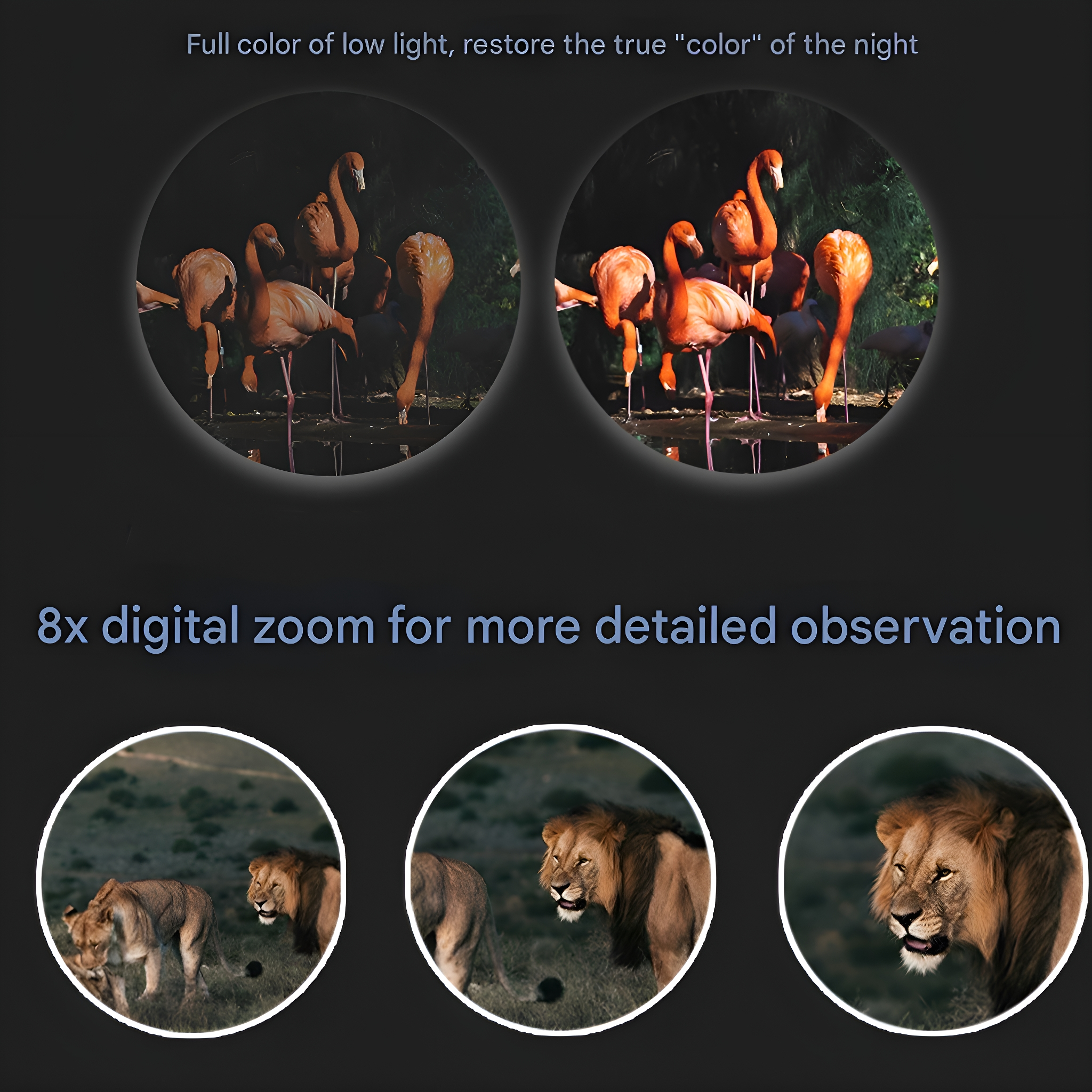 Bilder, die Ansichten von Flamingos und Löwen vergleichen und Digitalzoom demonstrieren.