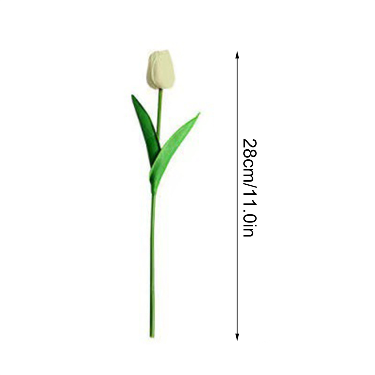 Weiße Tulpenblüte mit grünem Stiel, 28 cm/11,0 Zoll, auf Weiß.