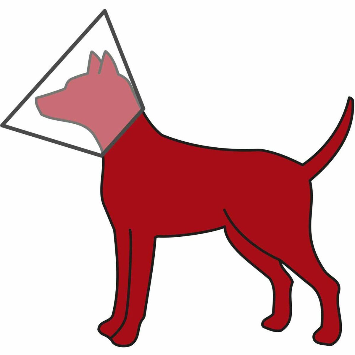 Perro rojo con collar isabelino. Está de pie sobre una superficie blanca.