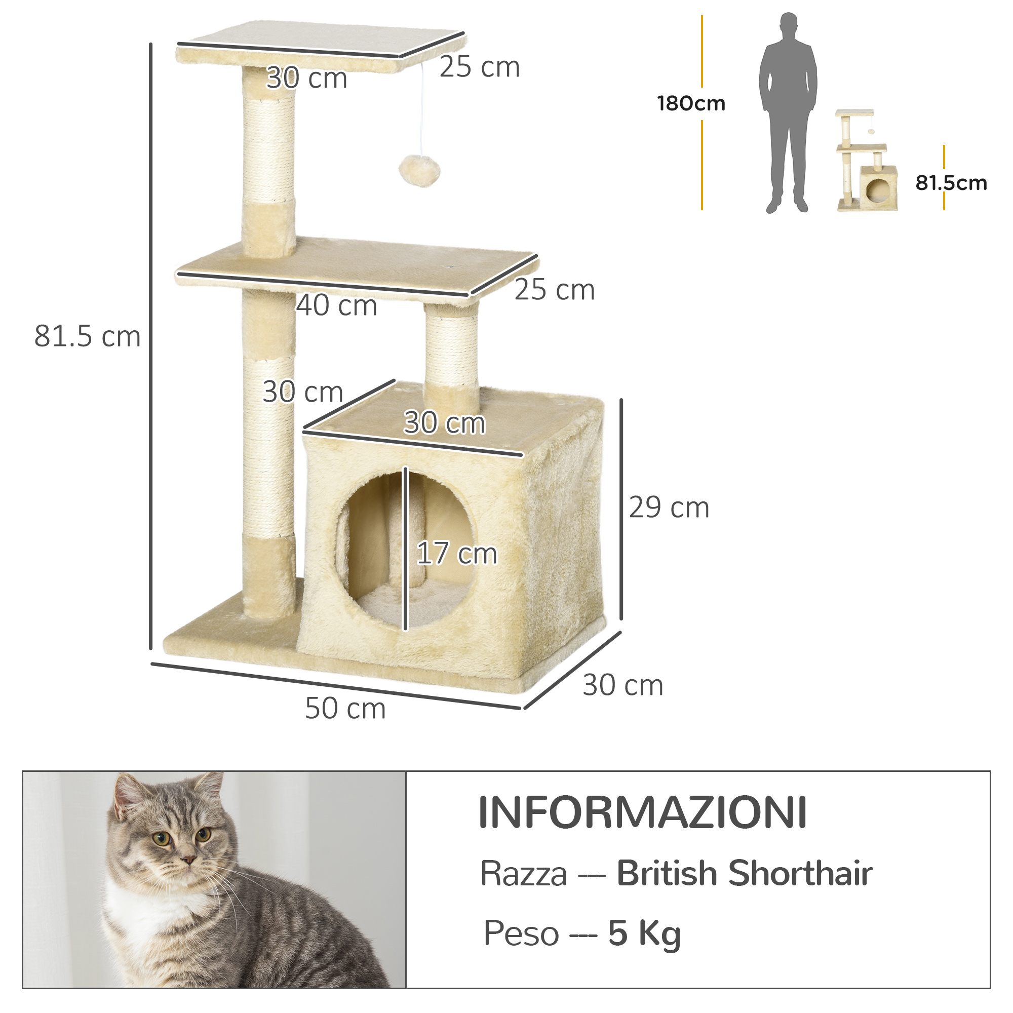 Tiragraffi con dimensioni e informazioni su un gatto British Shorthair.