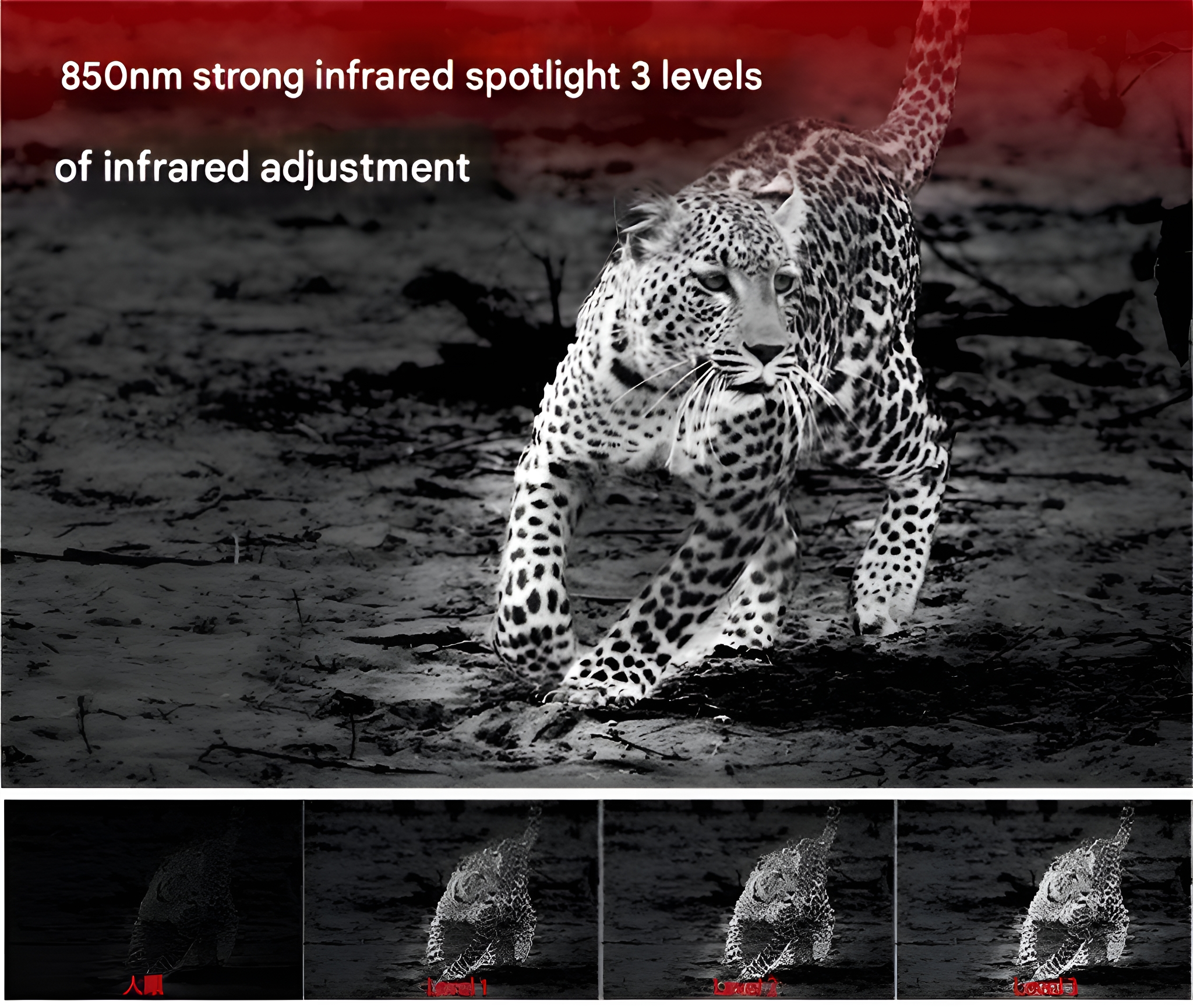 Leopard rennt. Infrarot-Spotlight-Text. Schwarz-Weiß mit roten Akzenten.