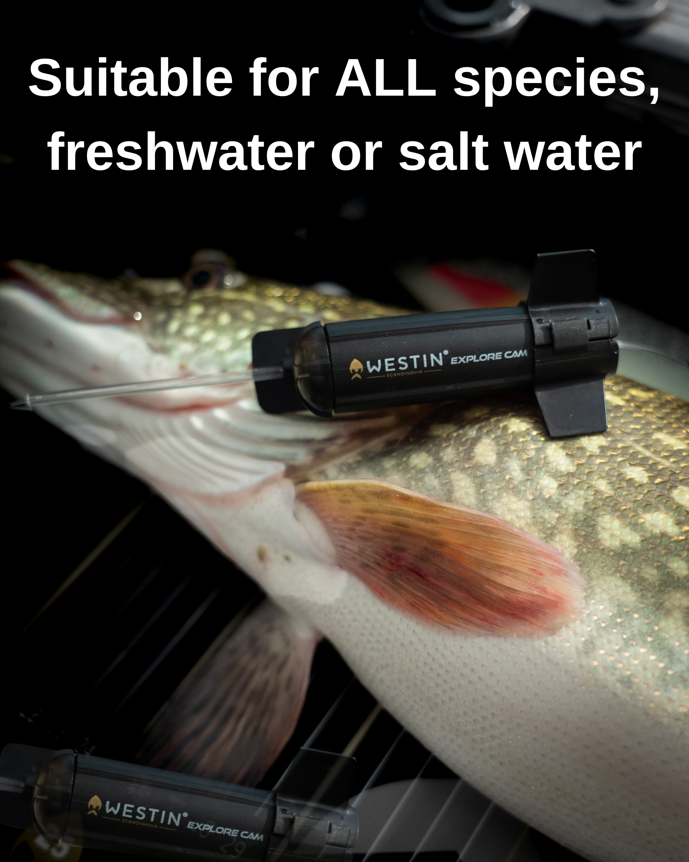 Nahaufnahme eines Fisches mit einer Unterwasserkamera in dunkler Umgebung.