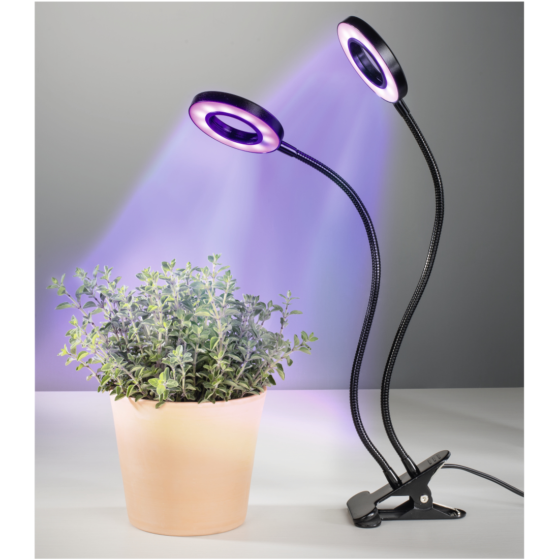 Due luci per piante con luce viola sopra una pianta in un vaso di terracotta.