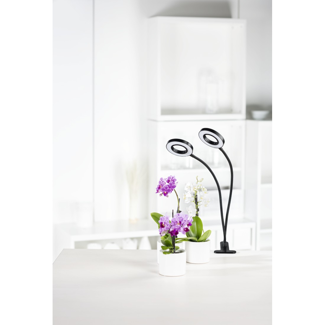 Due luci ad anello per piante, con orchidee viola in vaso, su un tavolo bianco.