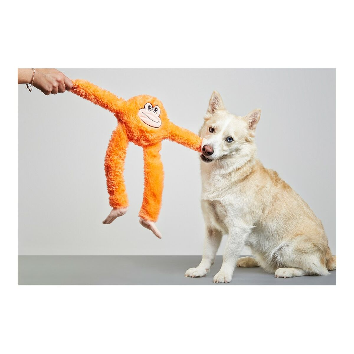 Un cane gioca con un giocattolo a forma di scimmia arancione tenuto da una mano.