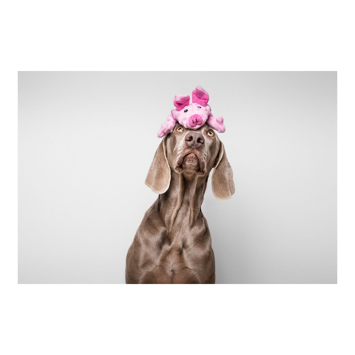 Cane che guarda in alto con un giocattolo a forma di maiale rosa sulla testa, su sfondo bianco.