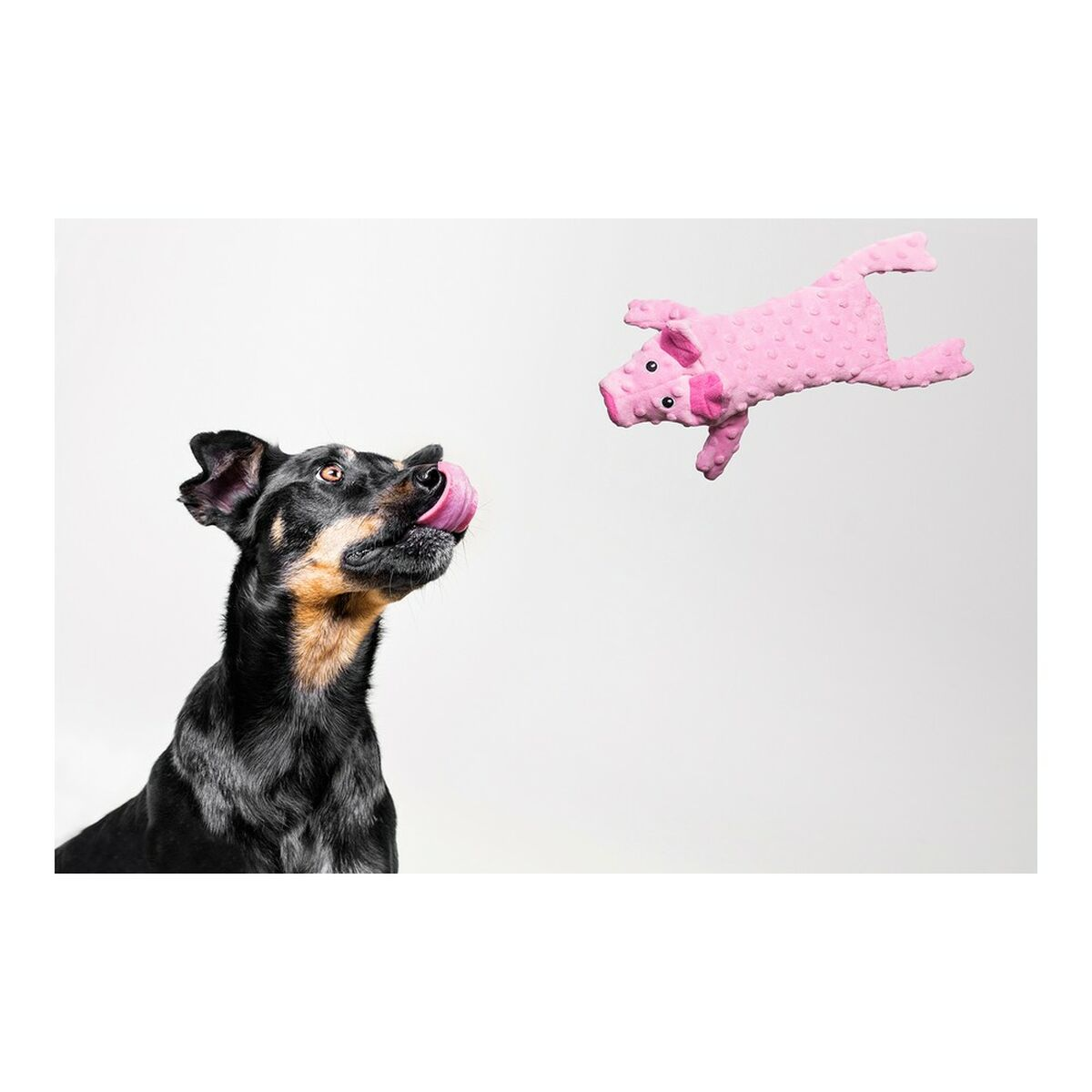 Un cane che guarda un maialino giocattolo rosa.