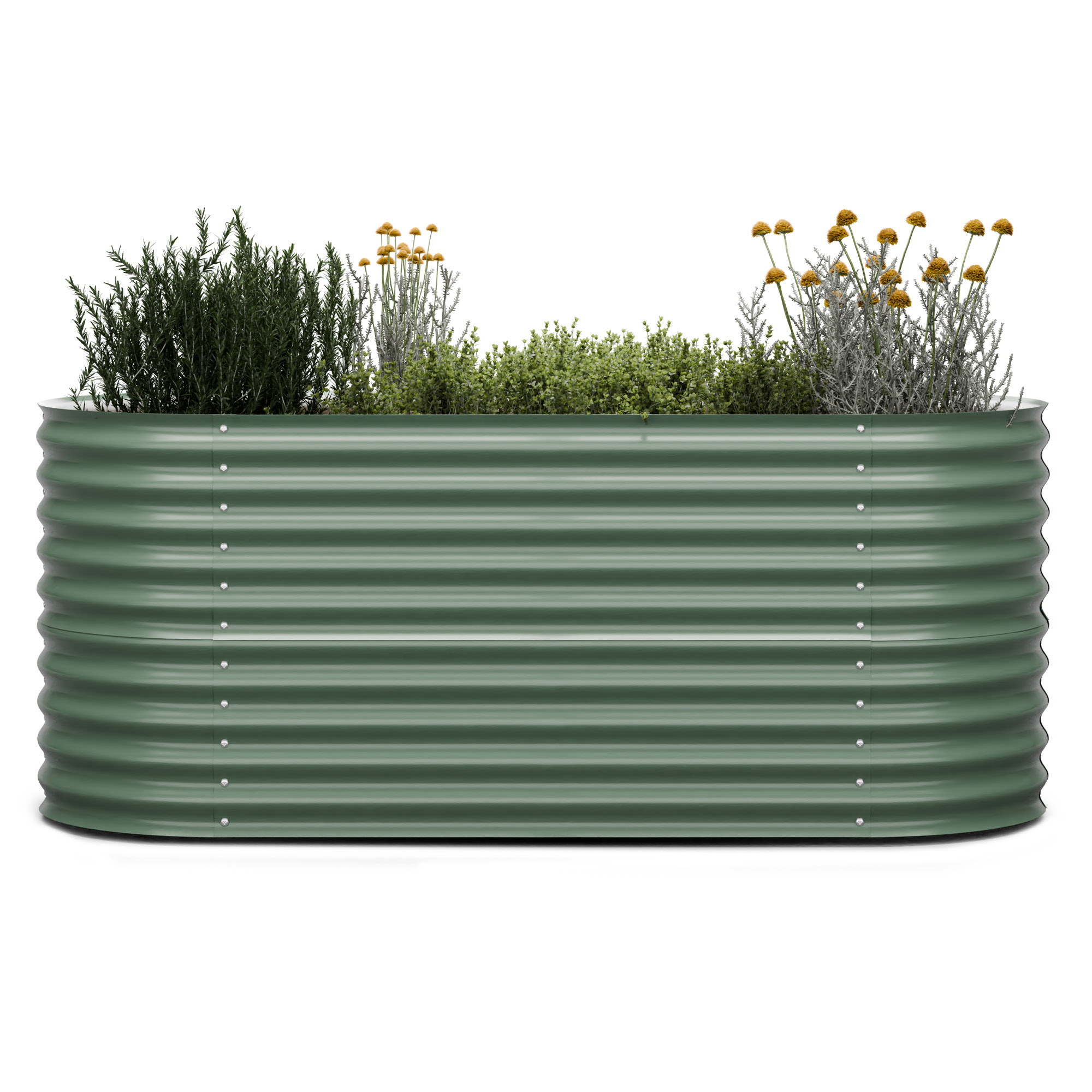 Grünes rechteckiges Gartenbeet mit Pflanzen. Pflanzen umfassen Rosmarin und gelbe Blumen.