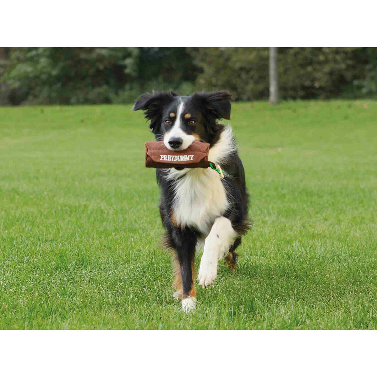 Border Collie biegnie po zielonej trawie, trzymając w pysku brązowy manekin treningowy.