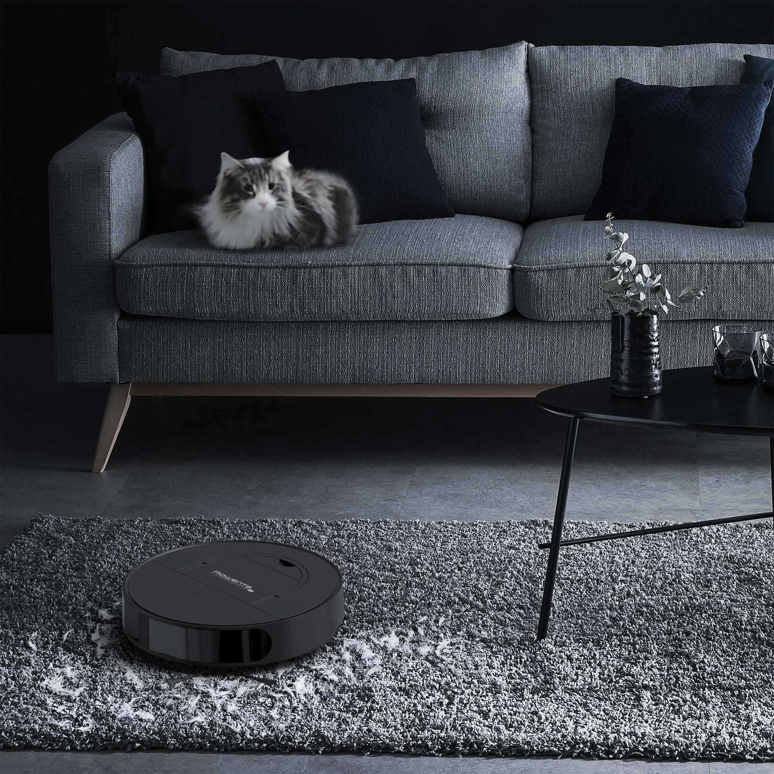 Czarny odkurzacz automatyczny na szarej wykładzinie w pobliżu kota na kanapie.