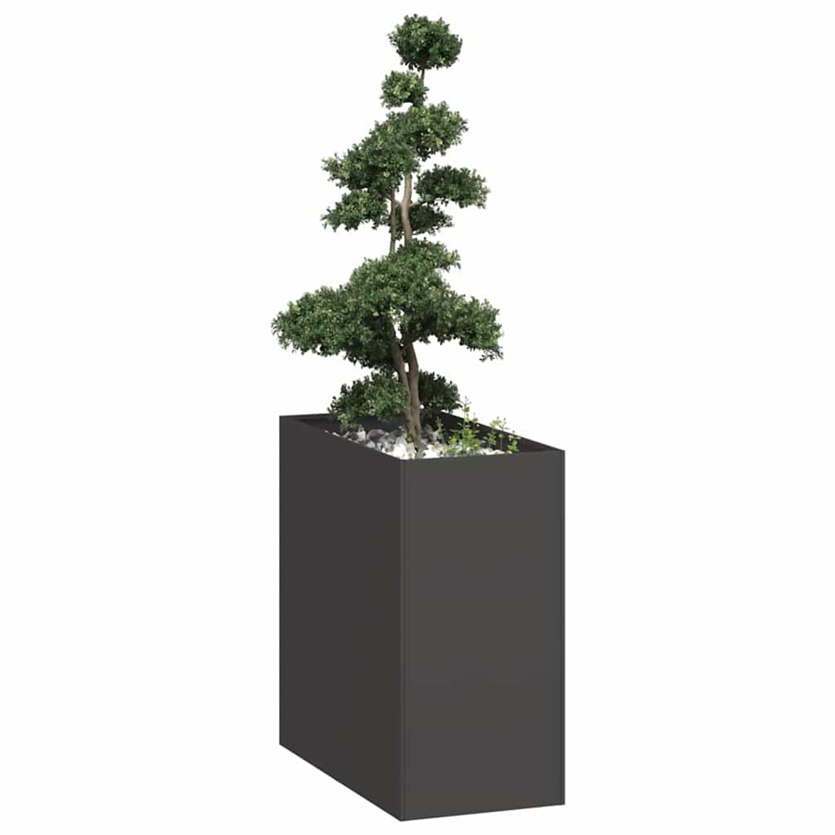Fioriera rettangolare nera alta con un albero bonsai. Sfondo bianco.