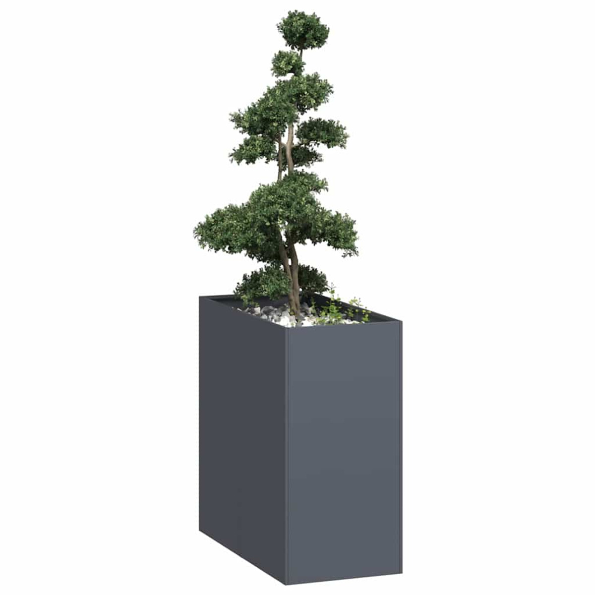 Una fioriera grigio scuro con un piccolo albero all'interno. Sfondo bianco.