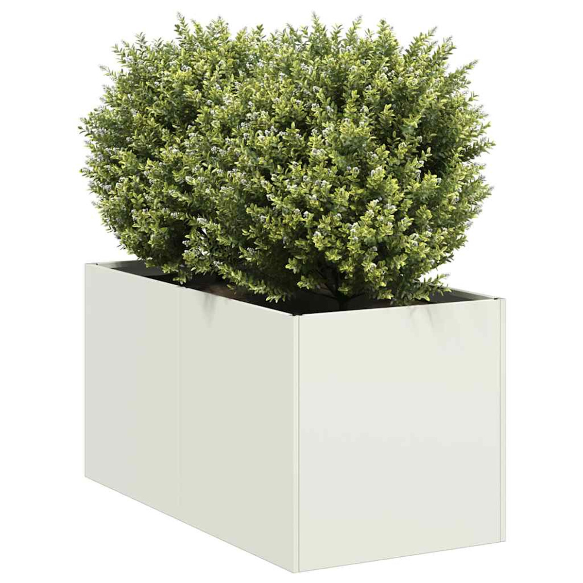 Una fioriera rettangolare bianca con un cespuglio rotondo e verde con piccoli fiori bianchi.