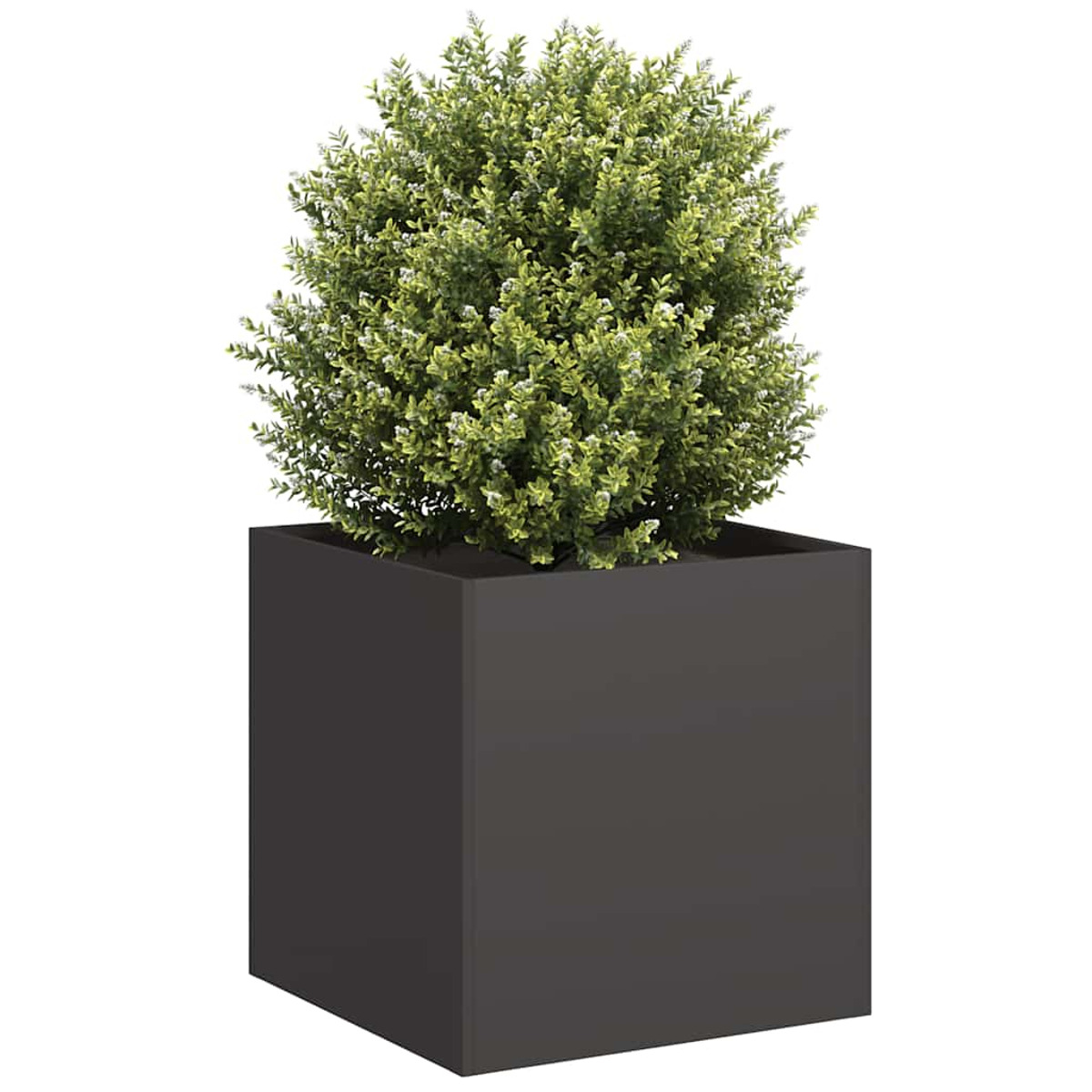 Una fioriera quadrata nera con un cespuglio rotondo verde.