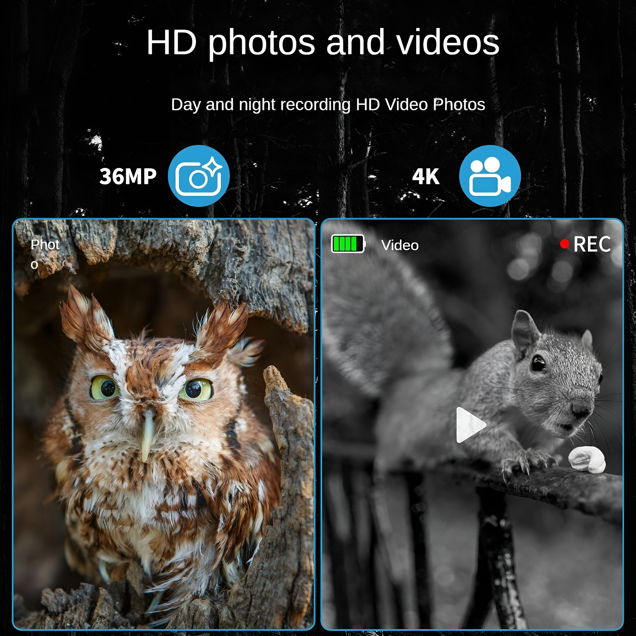 Eule im Baum und Eichhörnchen im Wald. HD-Fotos und -Videos.