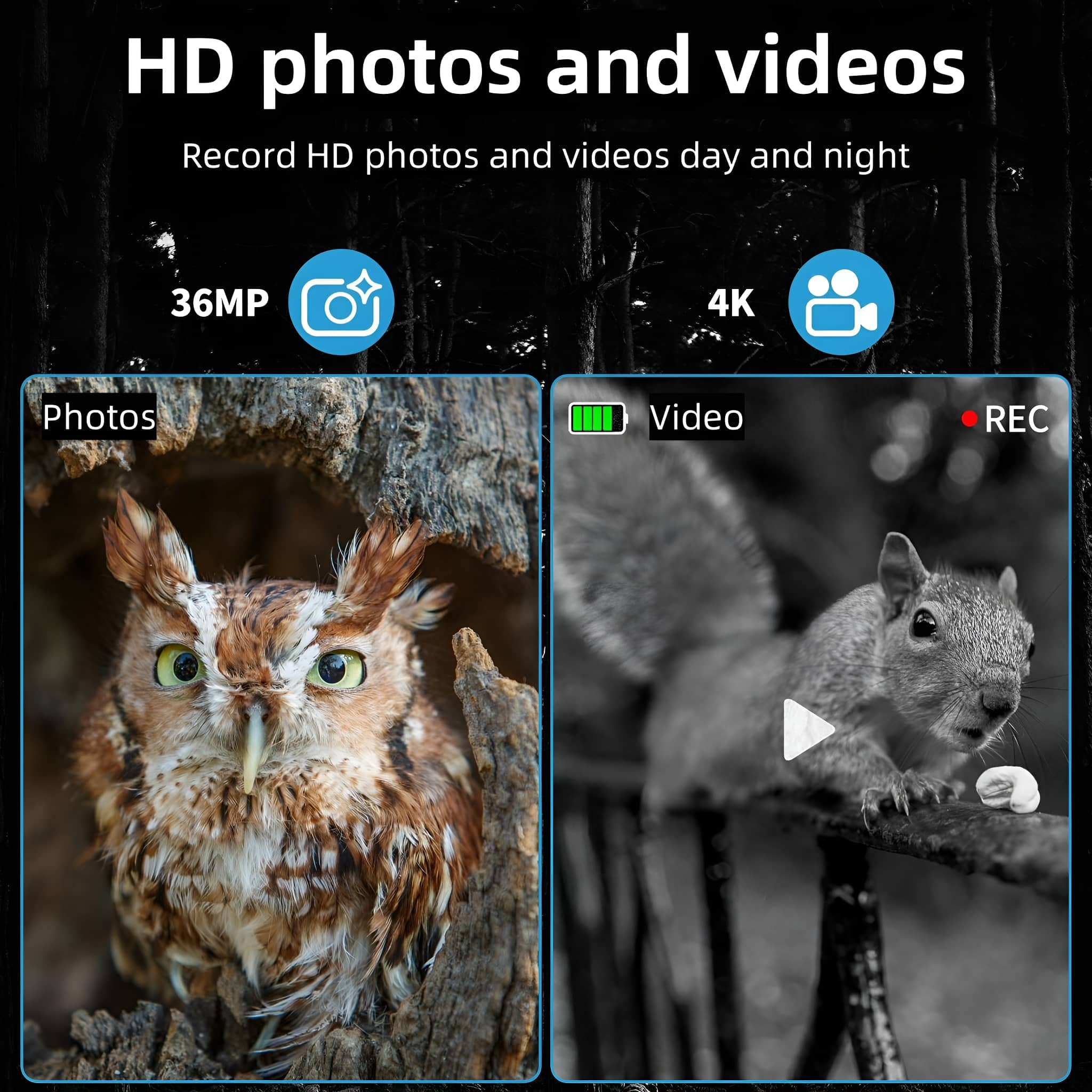 Bild zeigt HD-Fotos und -Videos. Eule im Baum und Eichhörnchen in der Nähe einer Videokamera, als Foto und Video angezeigt.