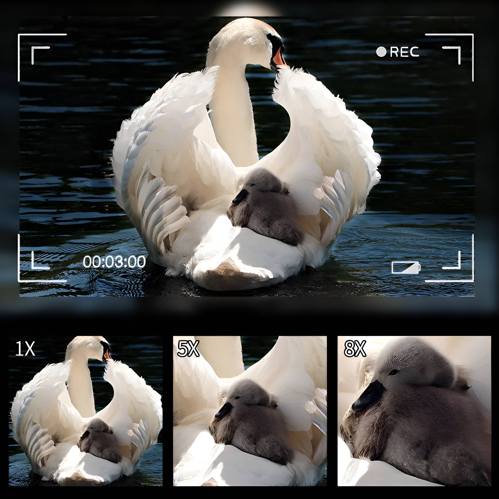 Ein Schwan mit seinem Jungtier im Wasser. Nahaufnahmen zeigen das Jungtier unter dem Flügel des Schwans.
