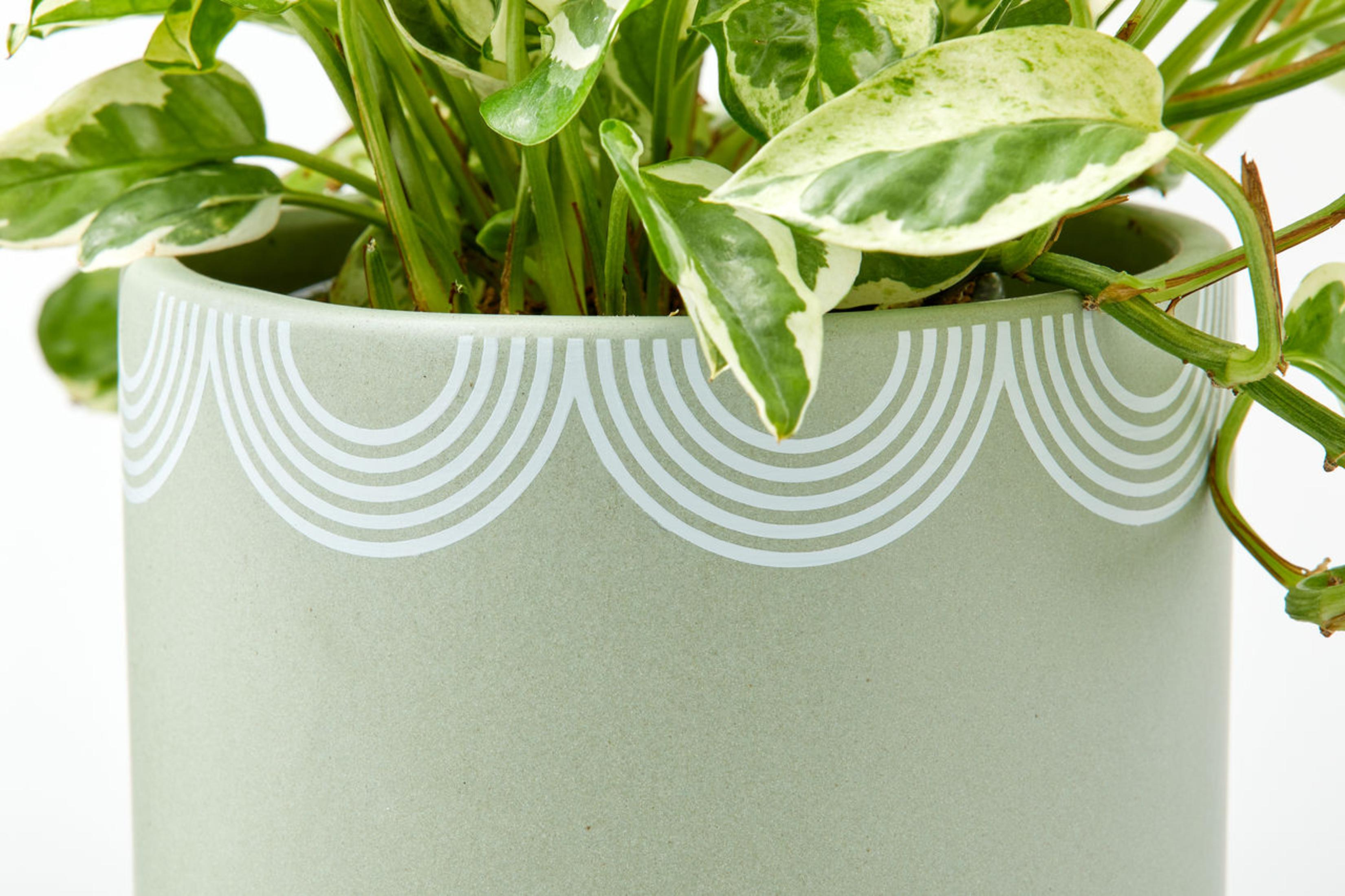 Un vaso verde con un design a linea ondulata bianca, pieno di una pianta. Sfondo bianco.