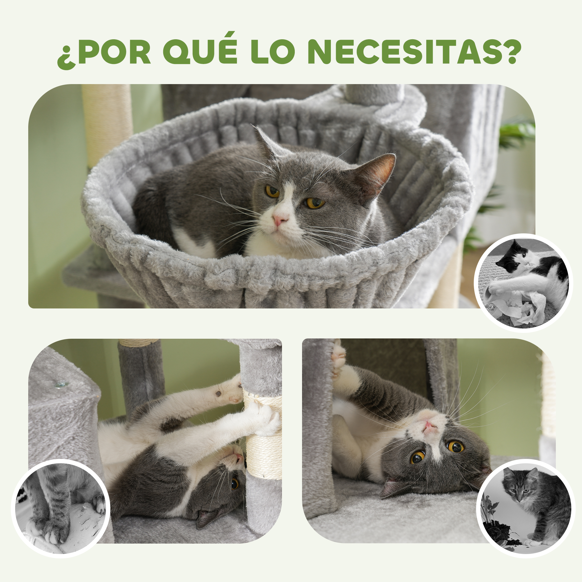 Gatos en un árbol para gatos, con fotos adicionales en un marco.