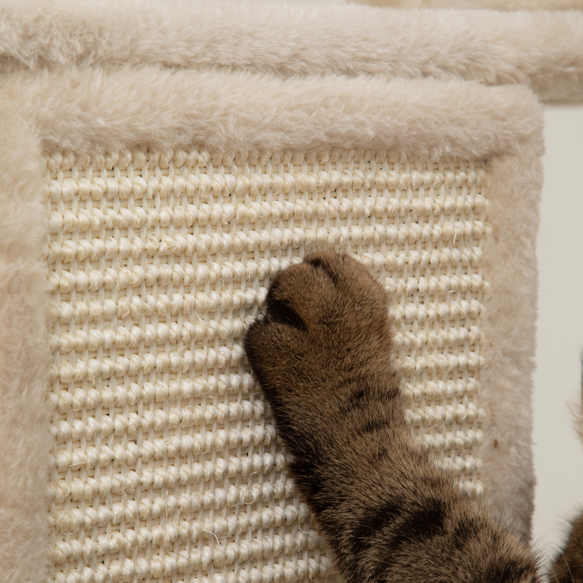 Primer plano de una pata de gato sobre una superficie para rascar. Fondo beige y blanco.