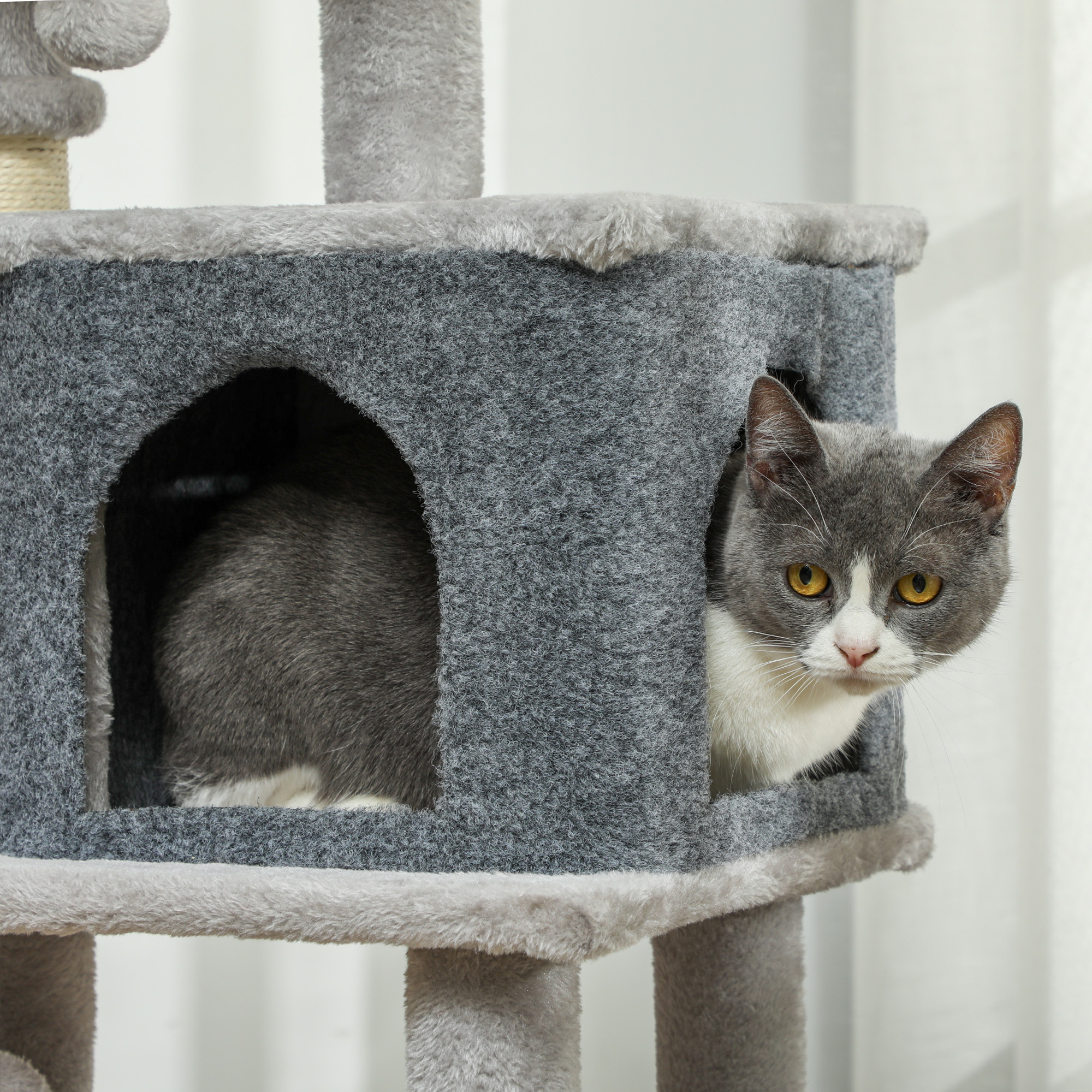 Un gato gris y blanco se asoma por una casa de árbol para gatos. El árbol es gris y tiene varios niveles.