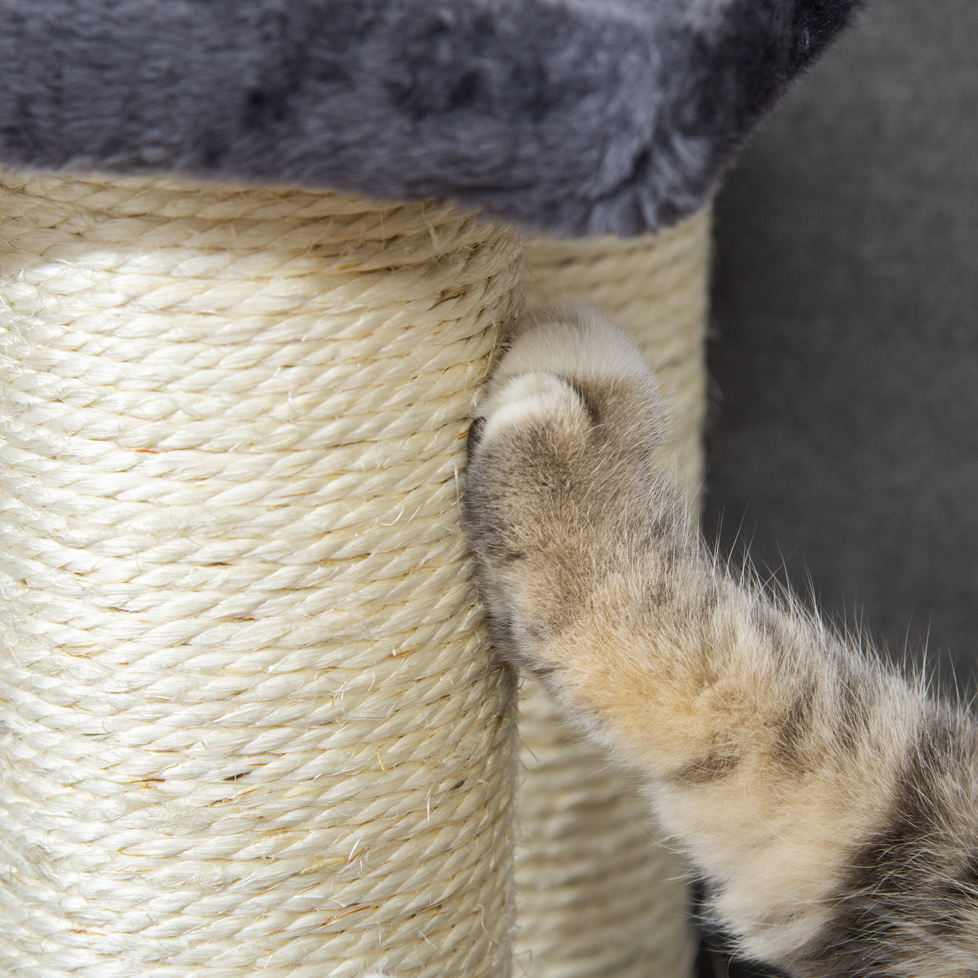 Pata de gato en rascador. Poste de cuerda beige, parte superior gris.