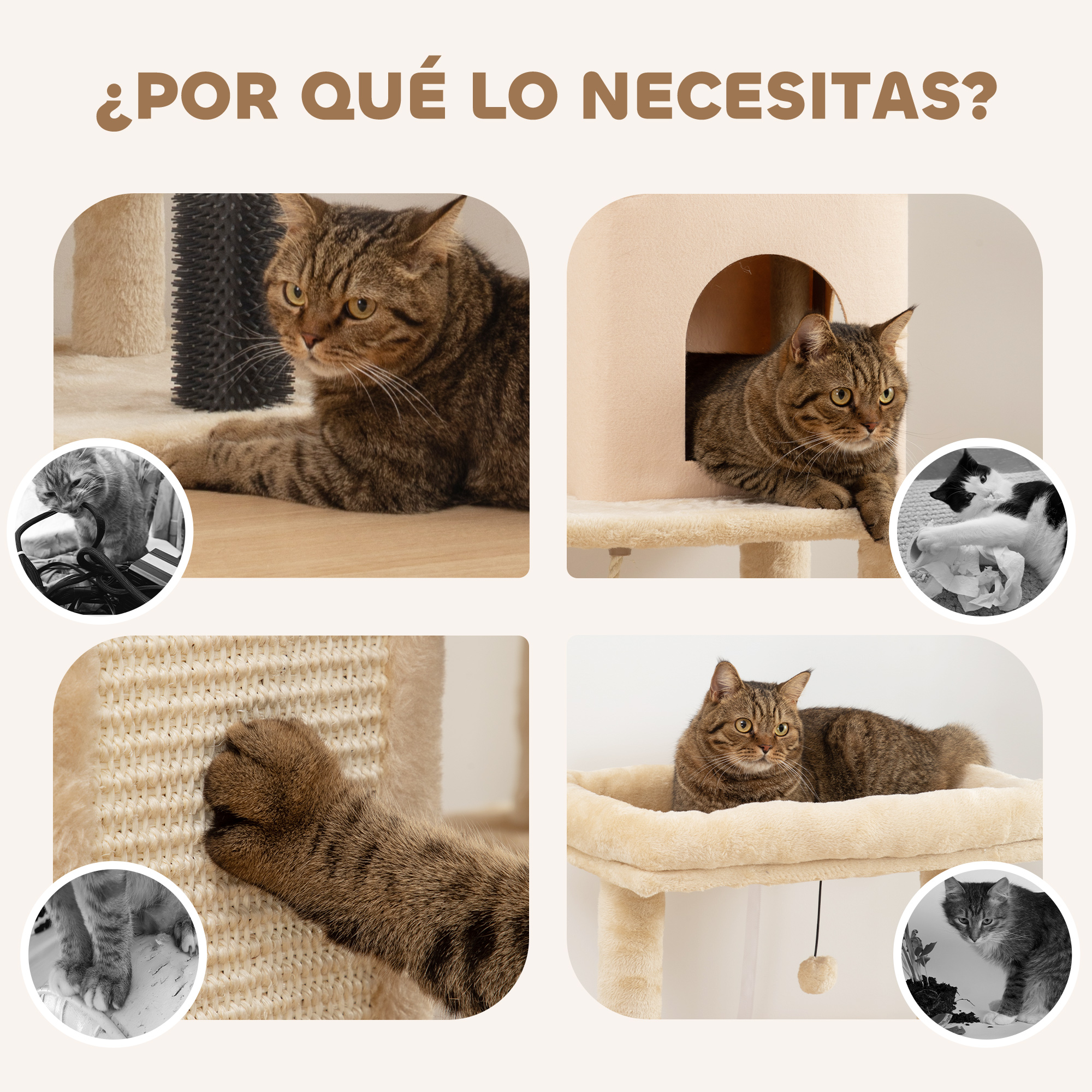 Se muestran gatos en diferentes escenarios: descansando, en una casa para gatos, rascándose y en una cama, mostrando por qué necesitan un árbol para gatos.