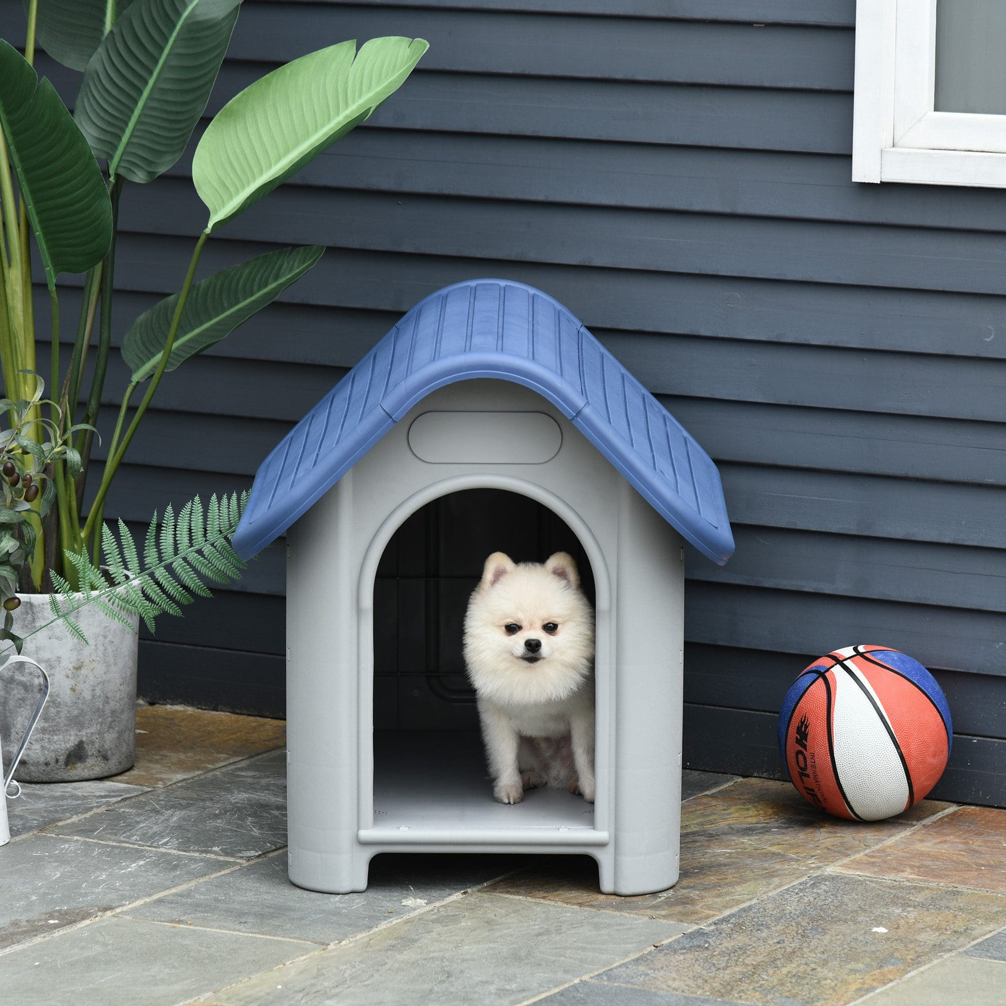 Un perro Pomerania blanco en una caseta gris con techo azul, una pelota cerca.