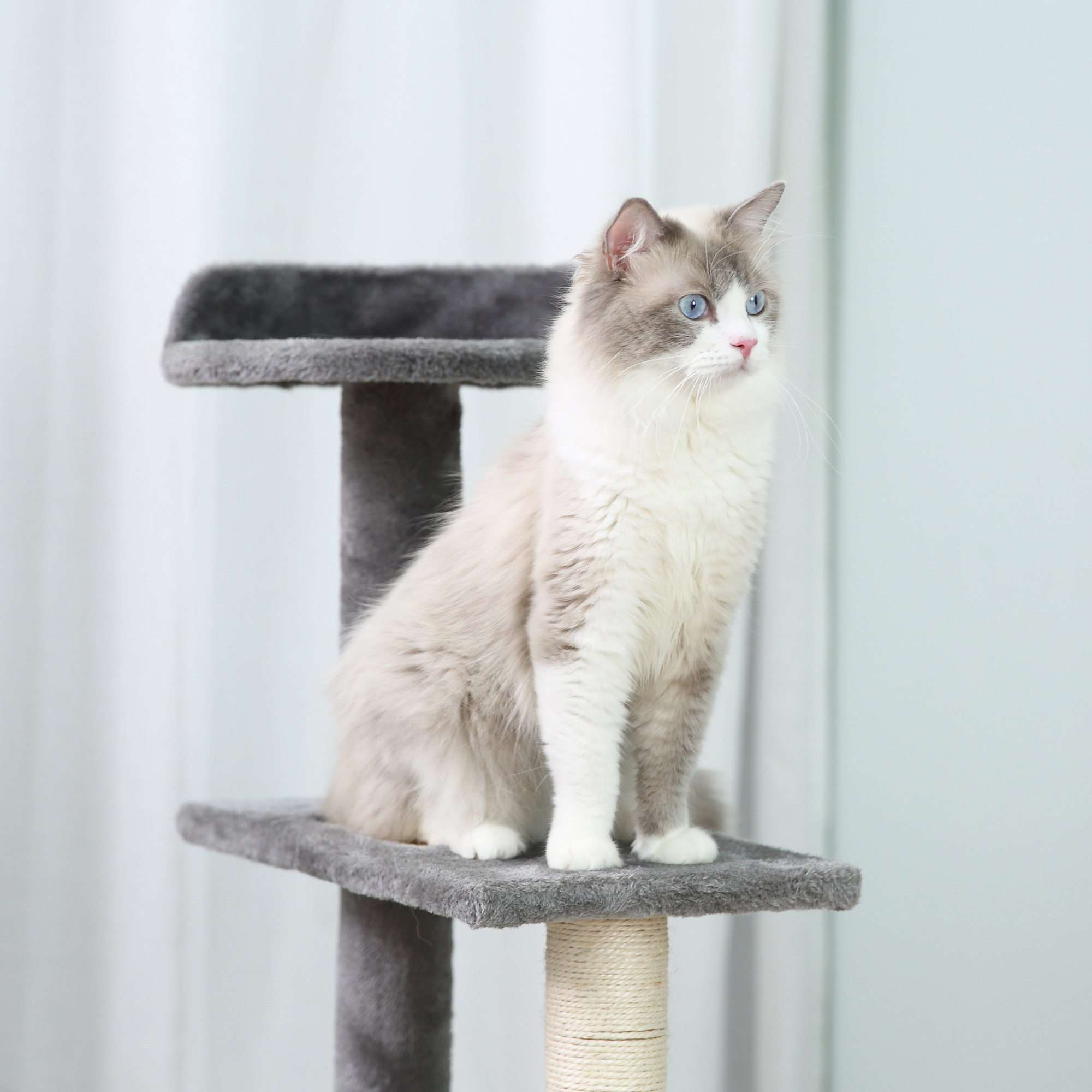 Un gato Ragdoll sentado en un árbol para gatos gris, mirando a la derecha.