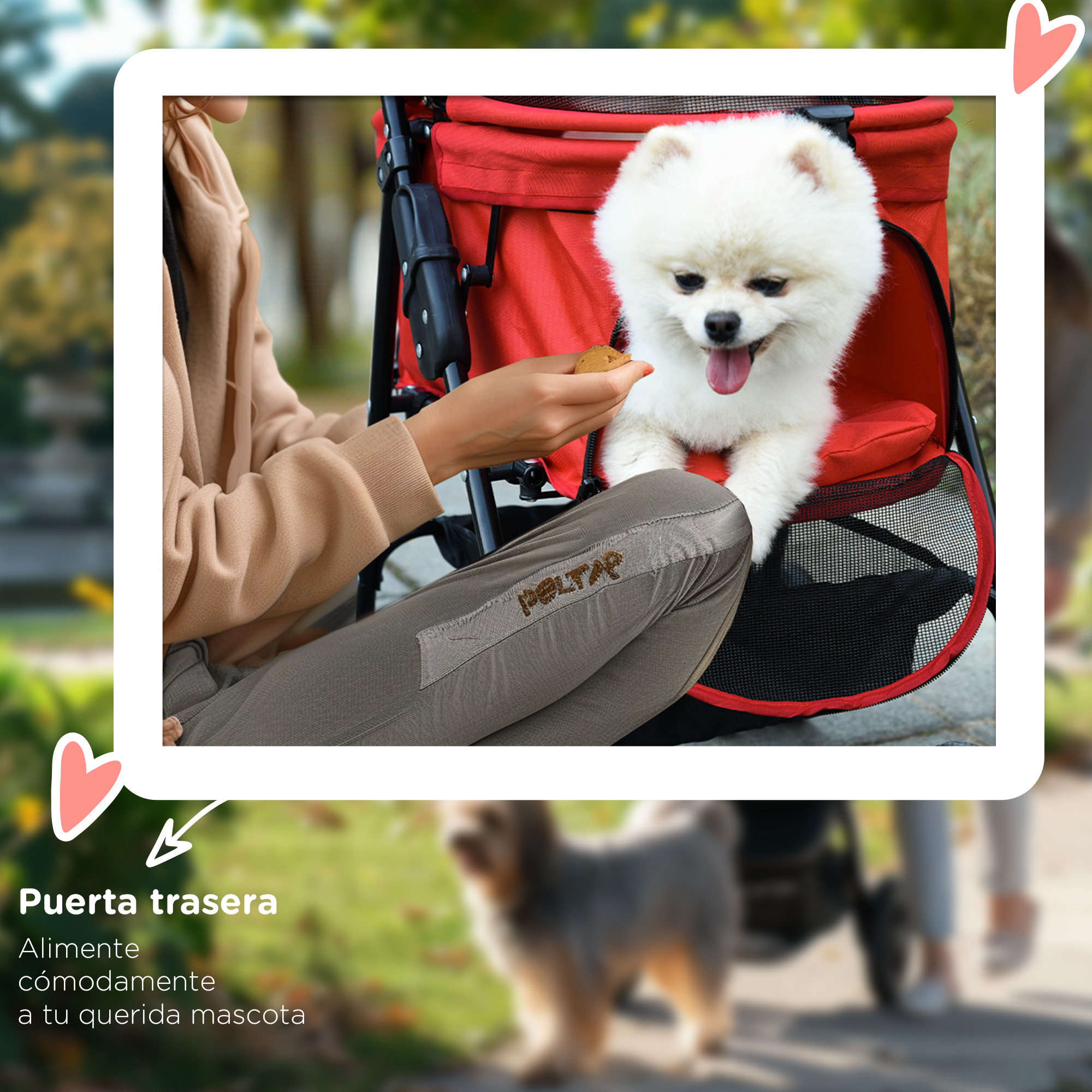 Un pequeño perro blanco y esponjoso se sienta en un cochecito rojo, alimentado con una golosina por una persona con una chaqueta color canela.
