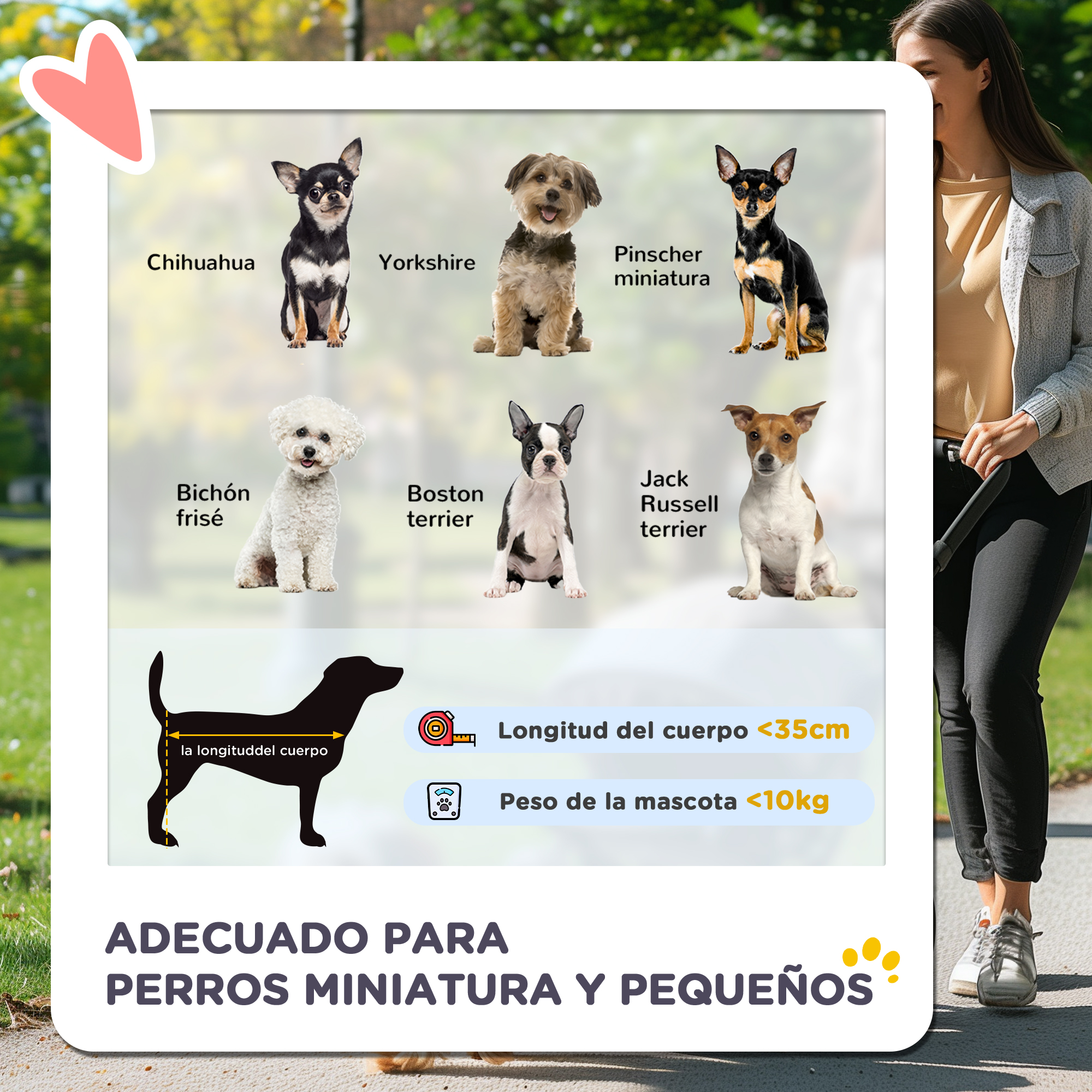 Razas de perros pequeños: Chihuahua, Yorkshire, Pinscher, Bichon Frise, Boston Terrier, Jack Russell y una silueta.