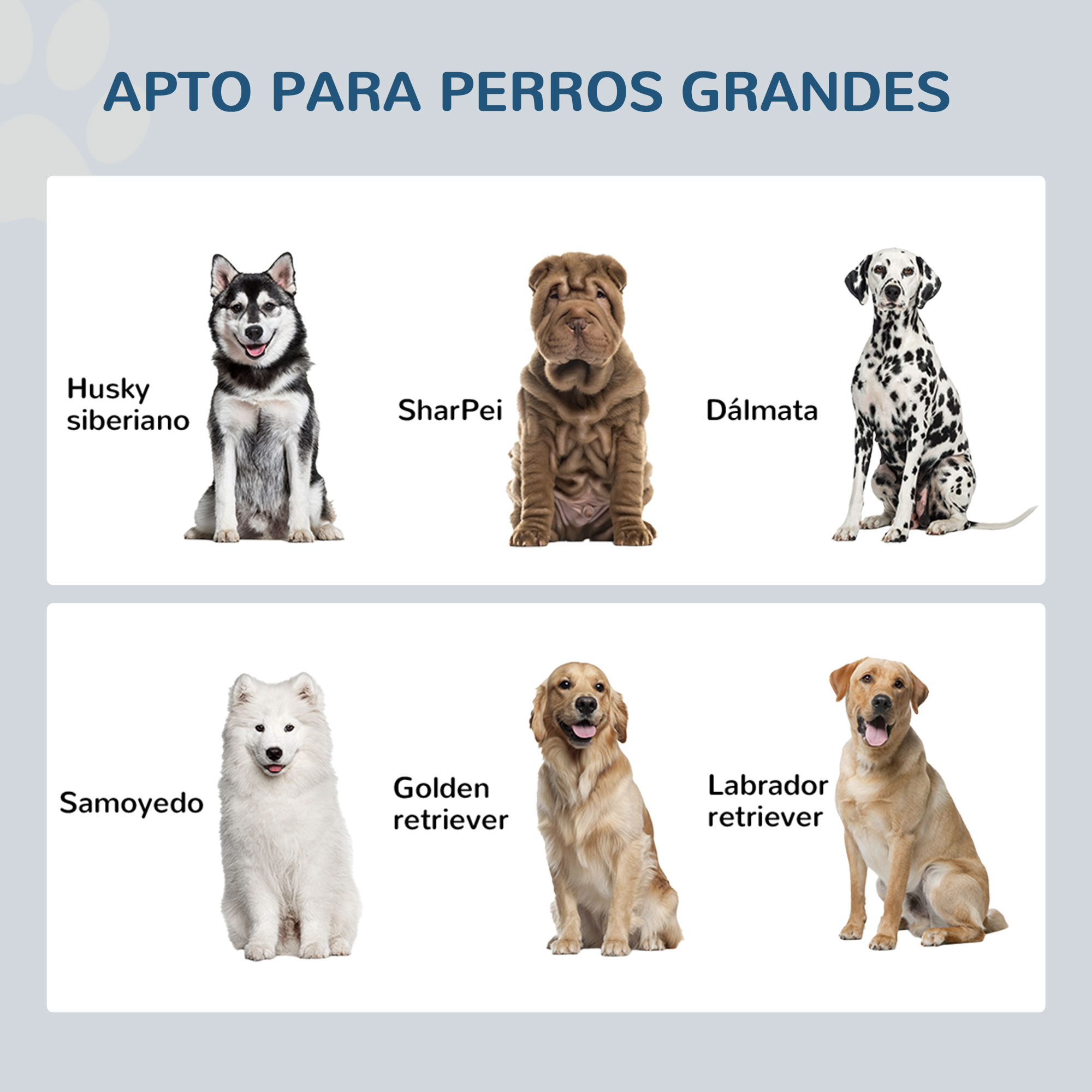 Seis perros: Husky siberiano, Shar Pei, Dálmata, Samoyedo, Golden Retriever, Lab.