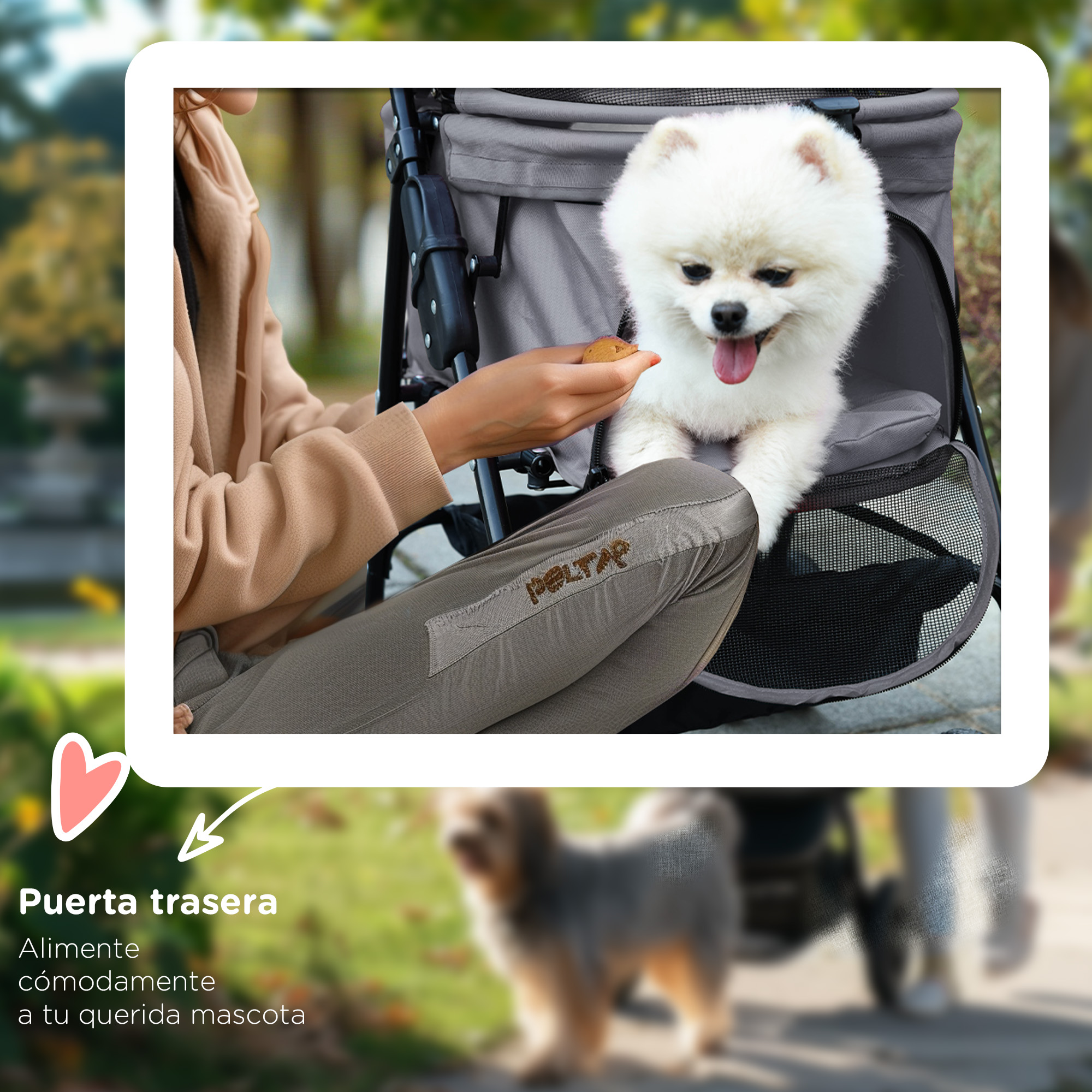 Un perro pomerania blanco en un cochecito para mascotas, al que una mano ofrece una golosina.