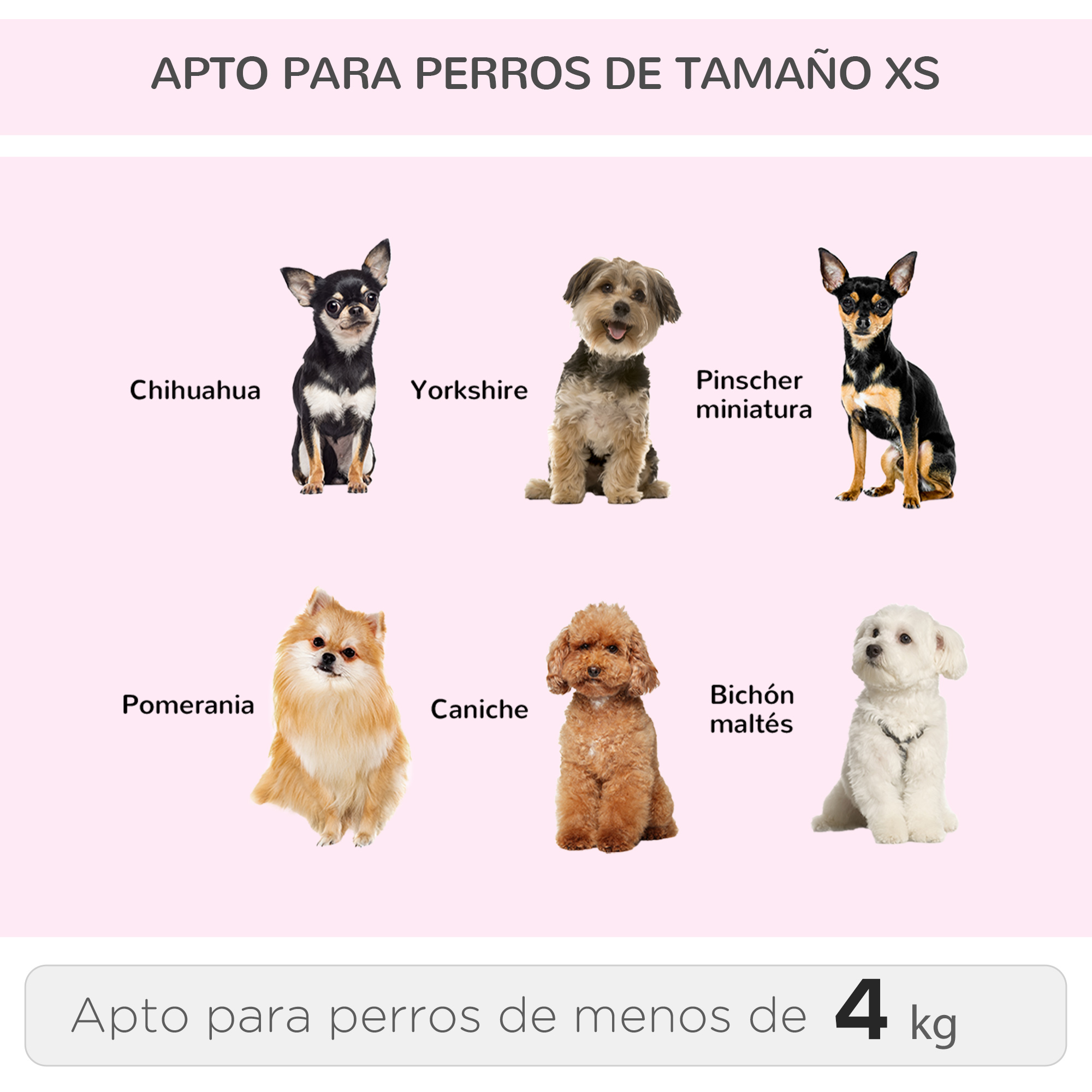 Varias razas de perros pequeños: Chihuahua, Yorkshire, Pinscher miniatura, Pomerania, Caniche, Maltés.