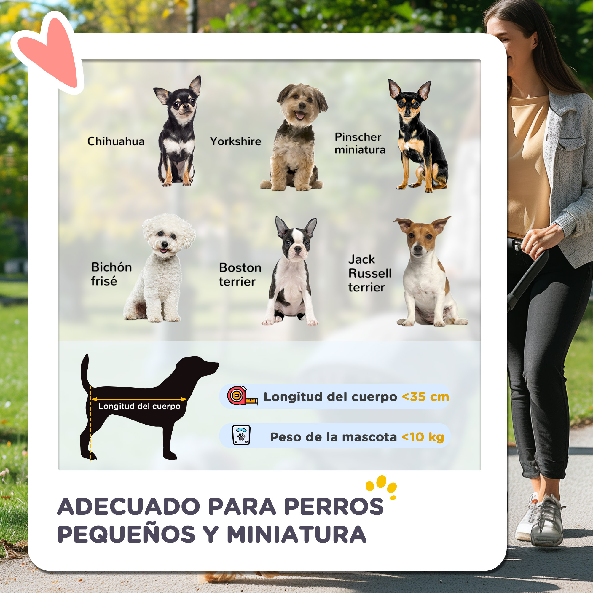 La imagen muestra varias razas de perros pequeños. Una mujer está en el lado derecho de la imagen.