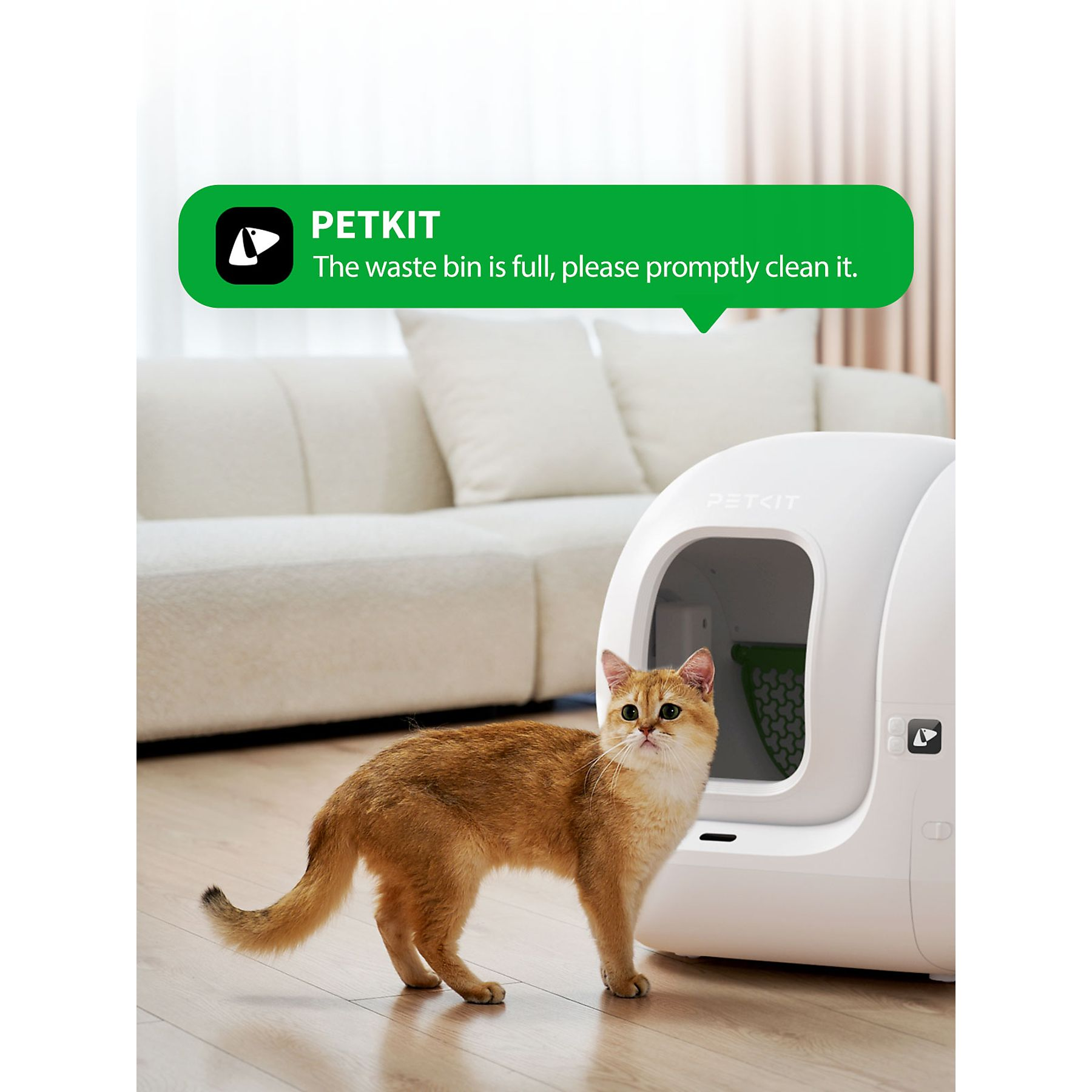 Gouden kat staat naast witte kattenbak, met tekstballon: afvalbak vol, graag schoonmaken.