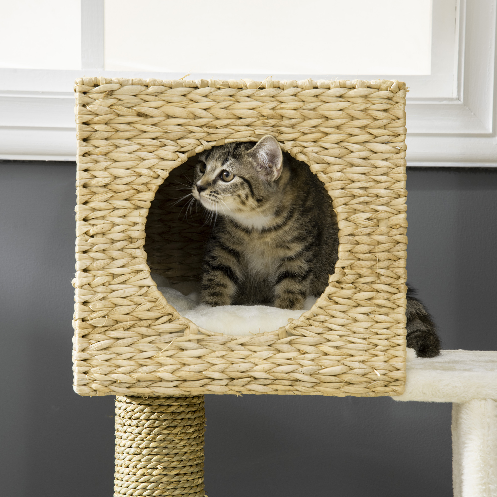 Un gatito atigrado en una casa de árbol para gatos. Tiene un esquema de color marrón y blanco, con fondo blanco.