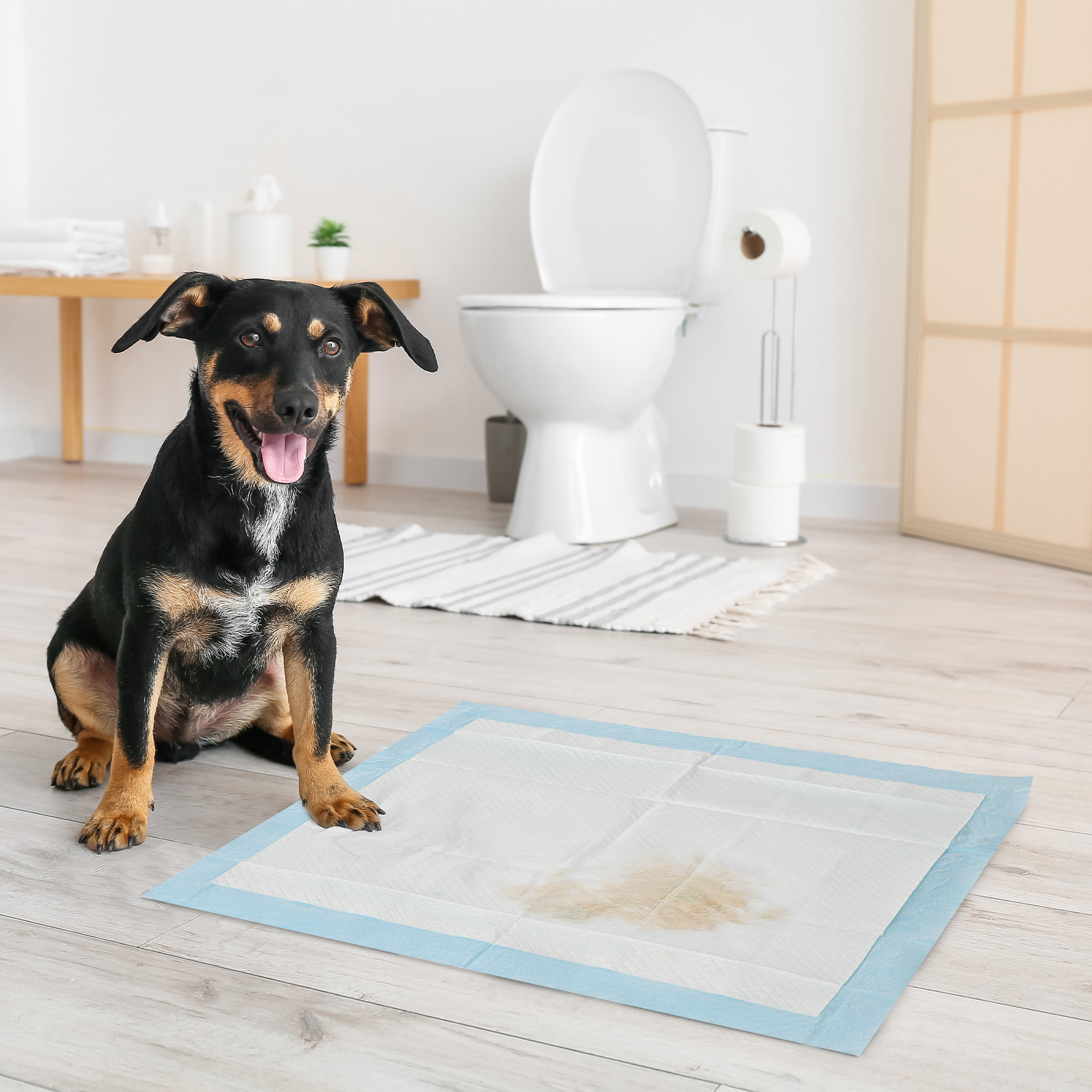 Un perro se sienta en una almohadilla para orinar en un baño. La almohadilla tiene manchas húmedas. Un inodoro y un toallero están en el fondo.
