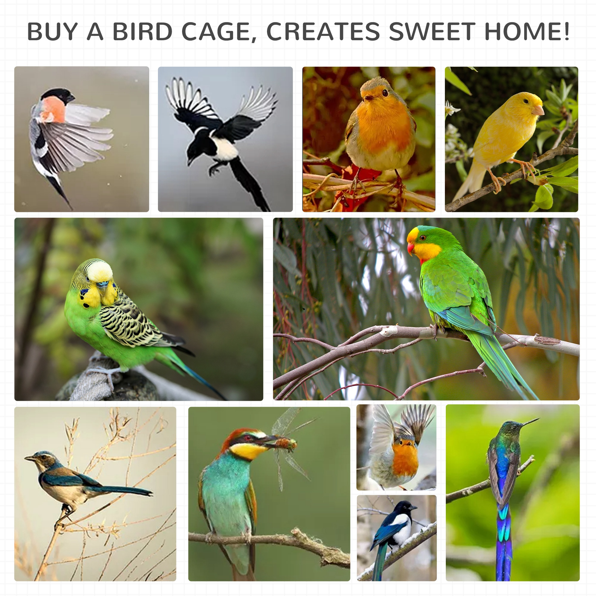 Un collage de varios pájaros, con el texto '¡COMPRA UNA JAULA PARA PÁJAROS, CREA UN DULCE HOGAR!' en la parte superior.