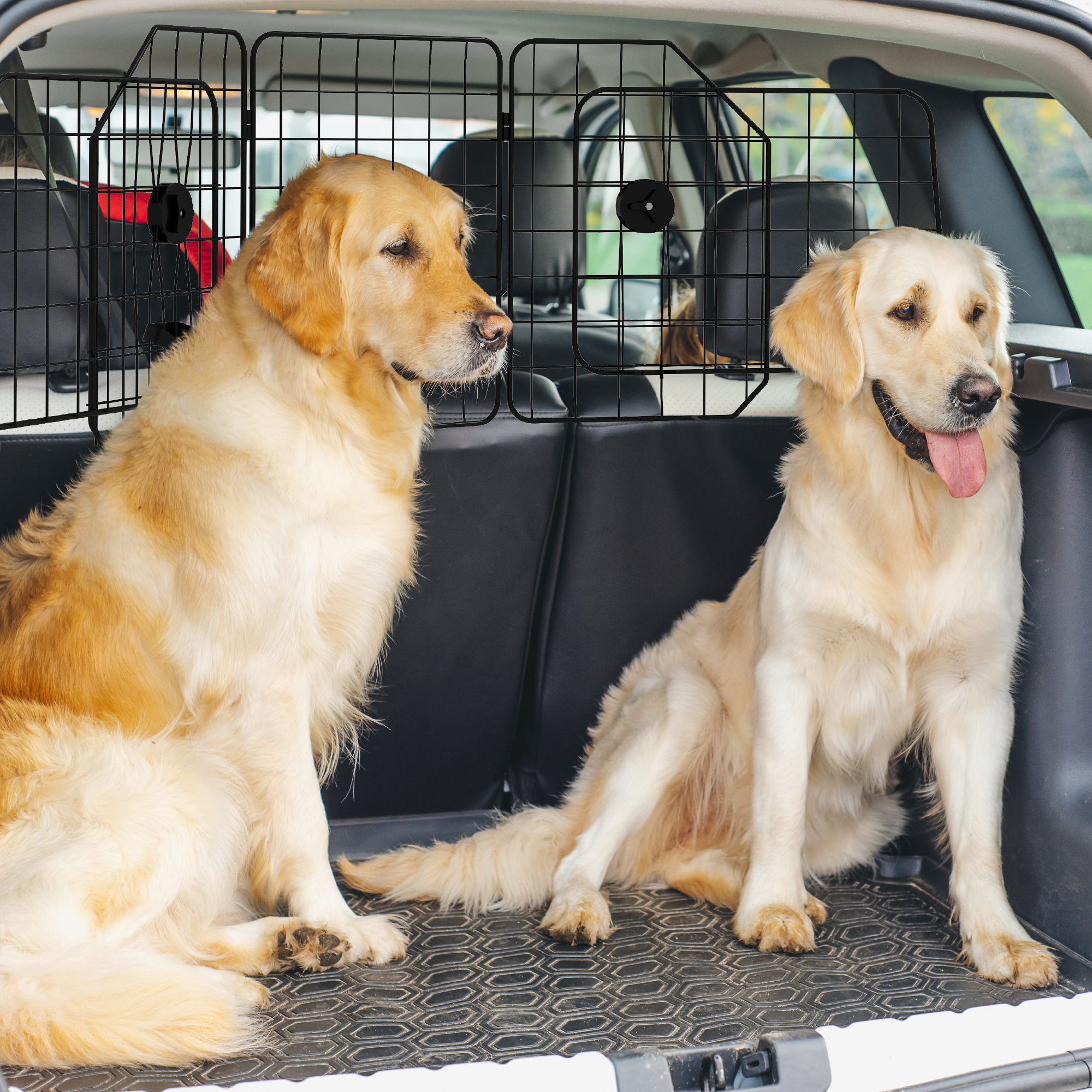 Dos golden retrievers sentados dentro de un coche con una barrera para perros en la parte trasera.