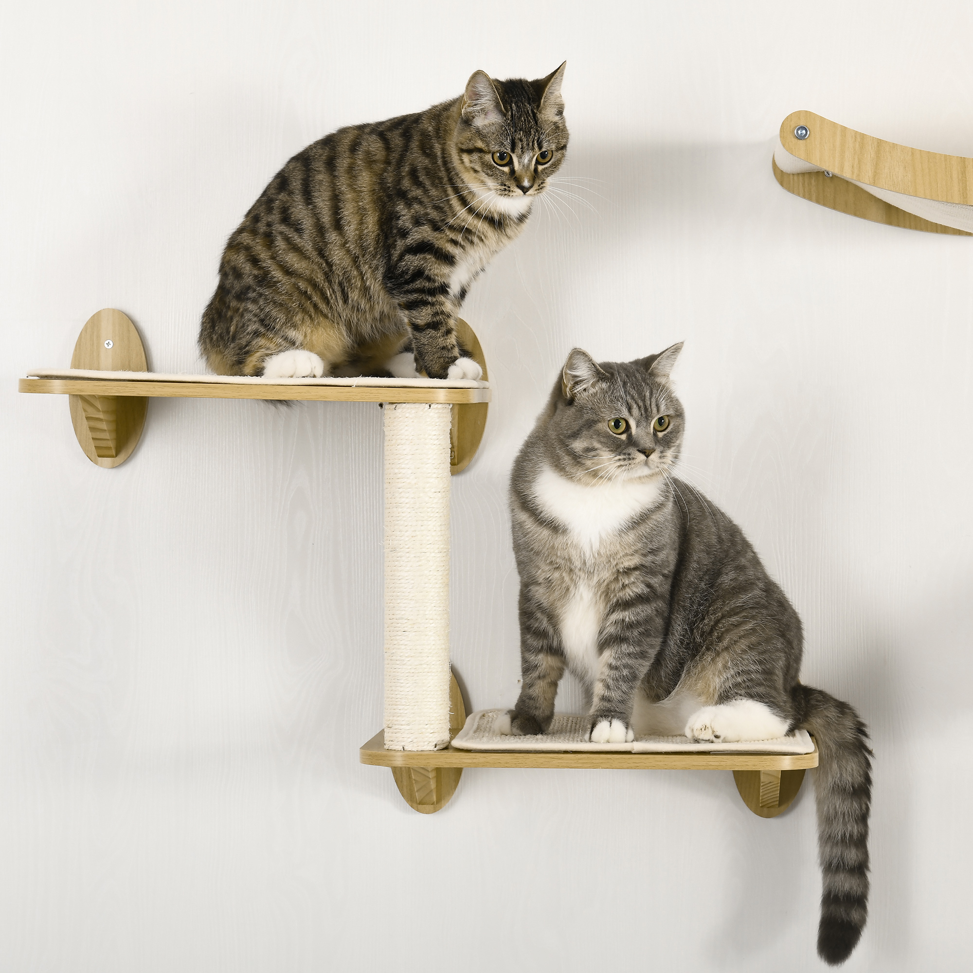 Dos gatos en estante para gatos montado en la pared, posando sobre fondo blanco.