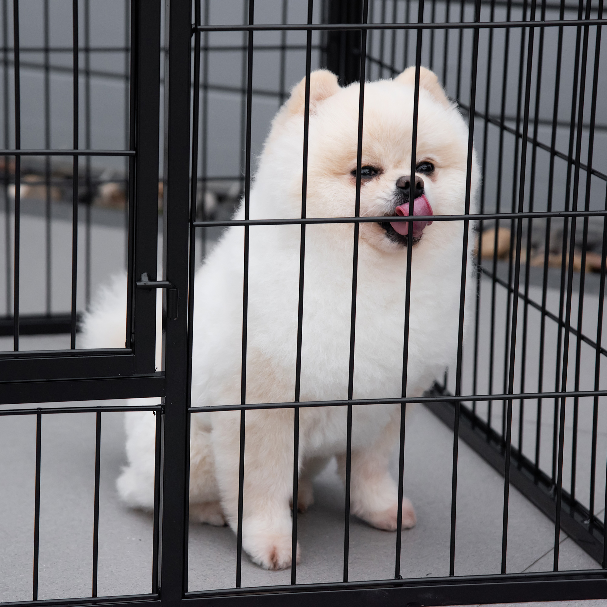 Un perro pomerania blanco en una jaula de metal negro, con la lengua fuera.