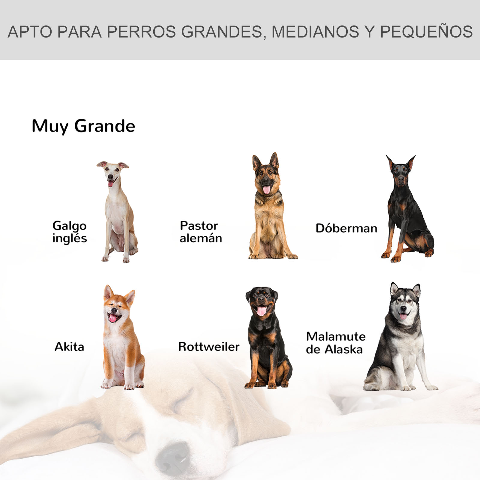 Varias razas de perros, incluyendo un galgo inglés, pastor alemán y otros, en una tabla.
