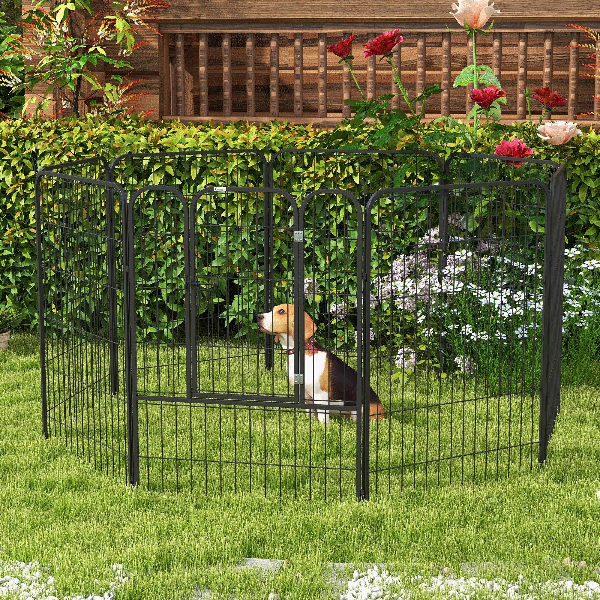 Perro Beagle en un cercado de metal negro sobre césped verde, rodeado de arbustos y flores.