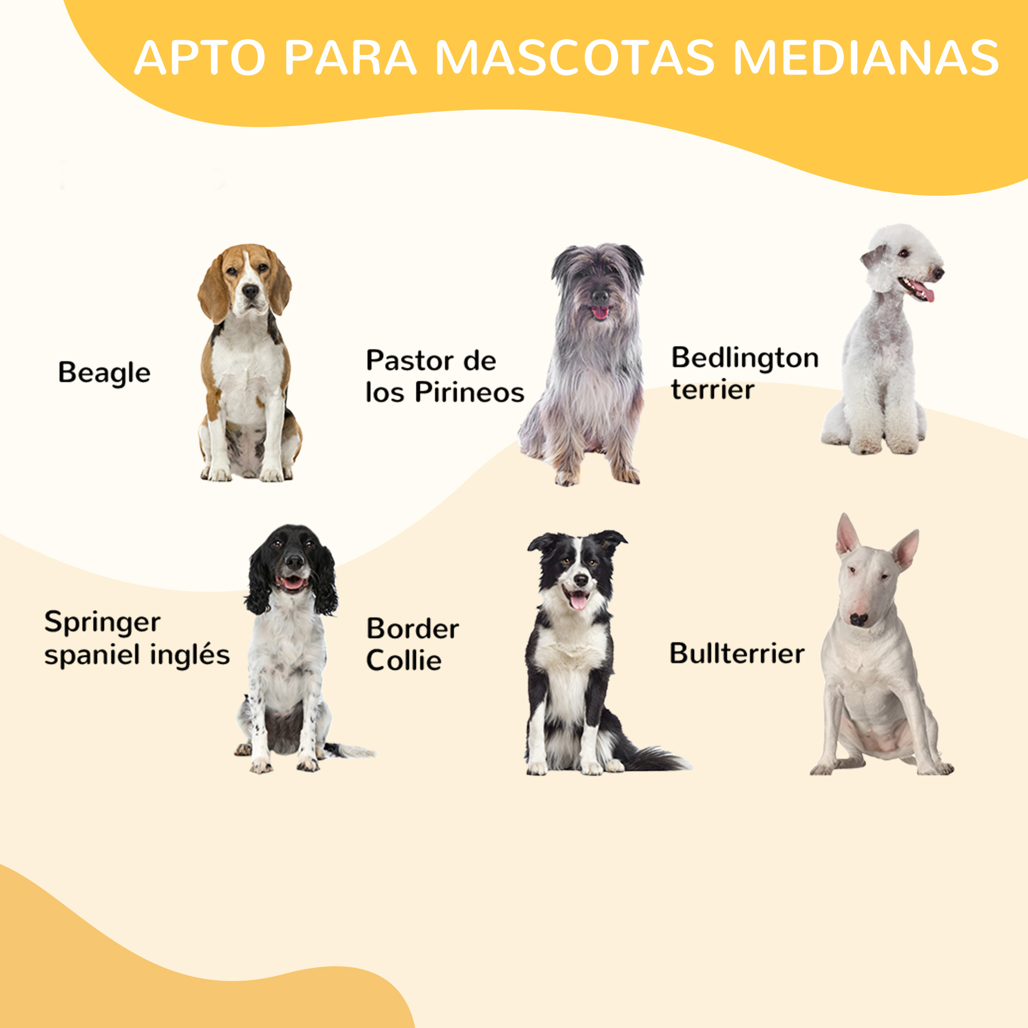 Surtido de razas de perros. La imagen muestra un beagle, un border collie y otros perros.