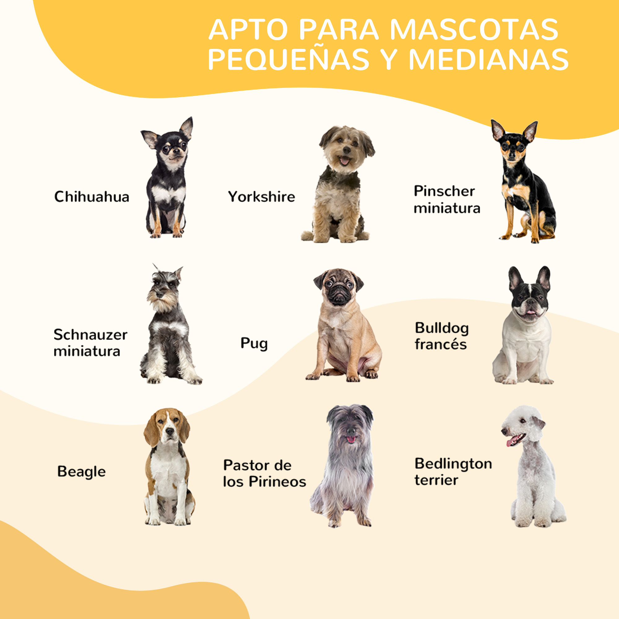 Un collage de razas de perros pequeños: chihuahua, yorkshire, pinscher miniatura y más.