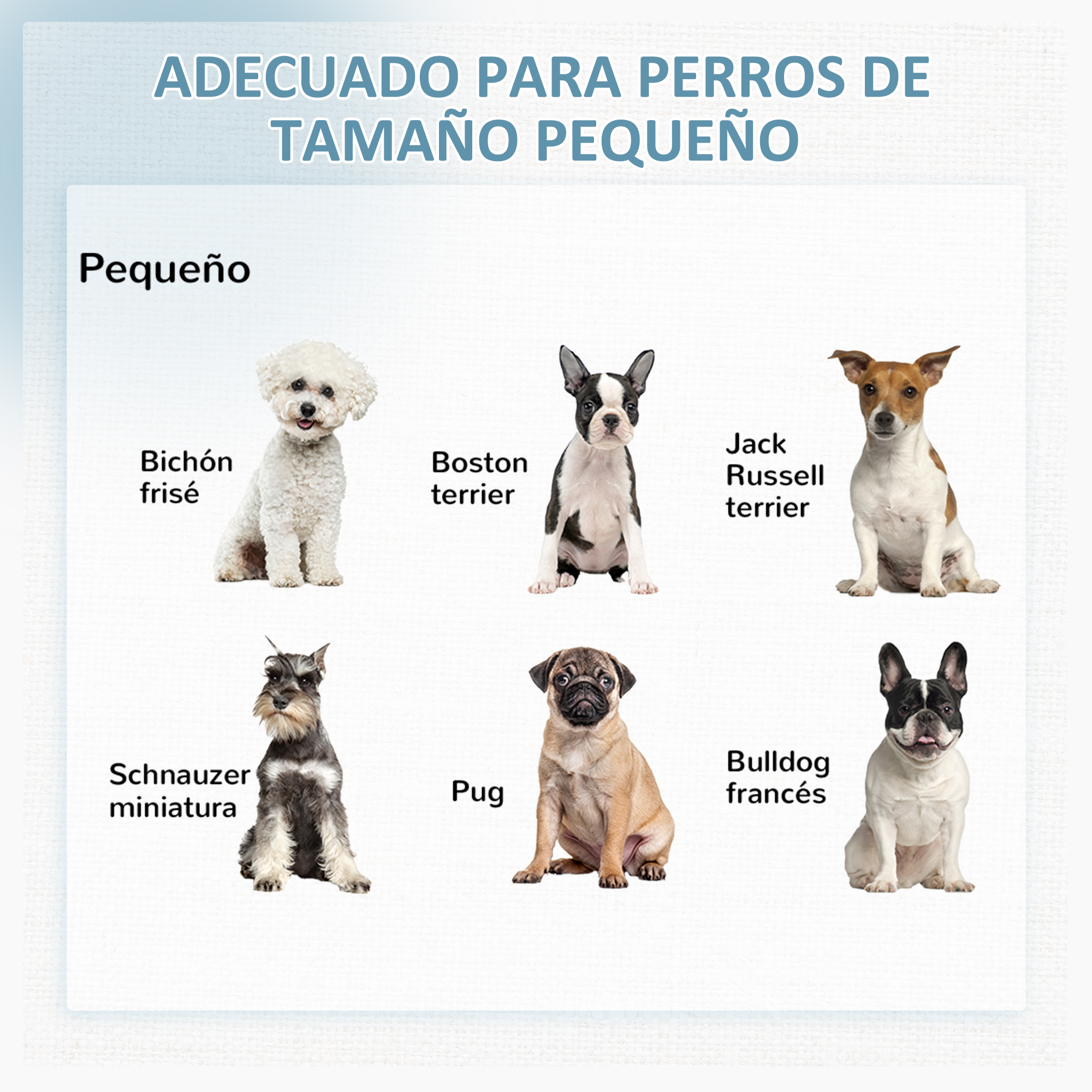 Varias razas de perros pequeños se muestran en grupo.