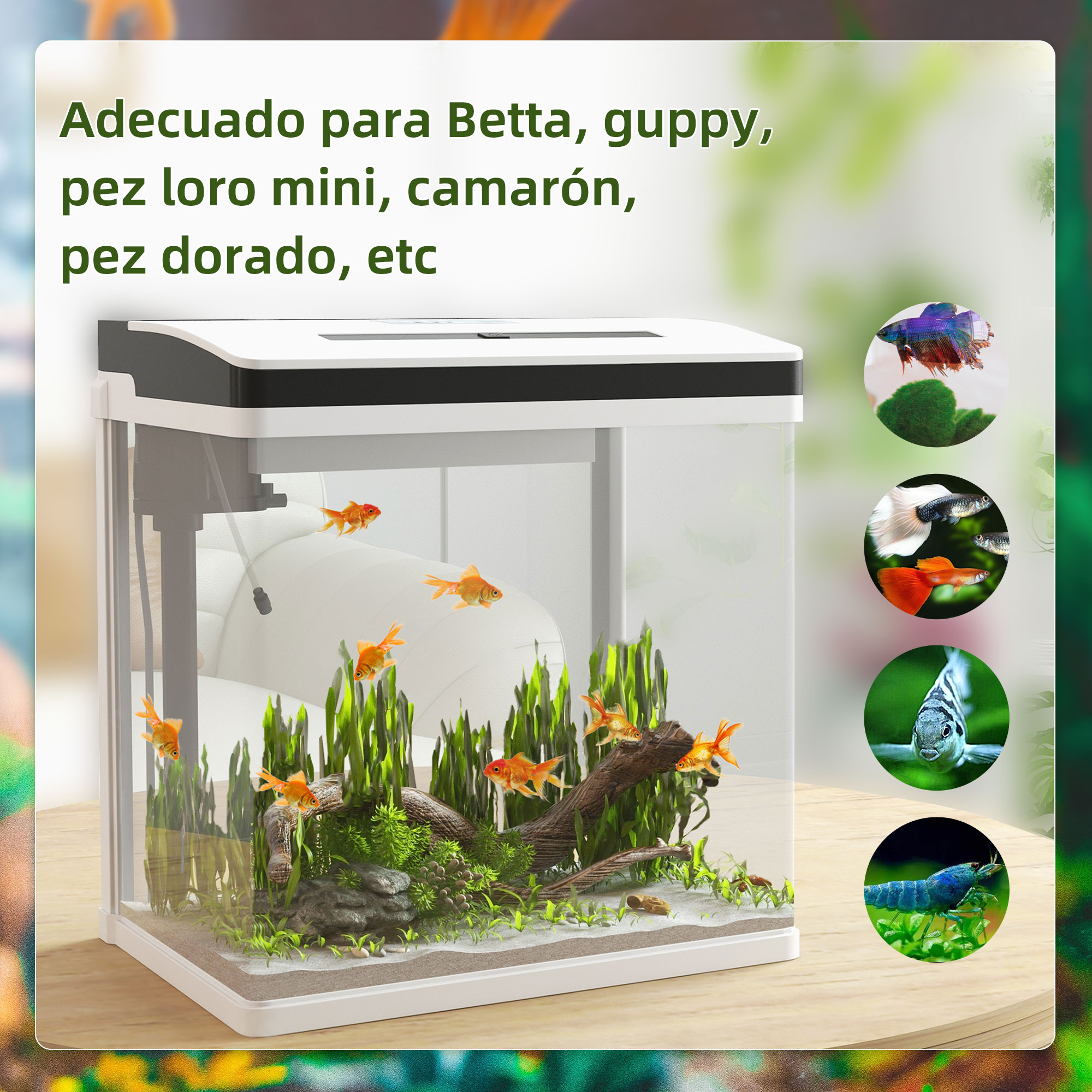 Un acuario con agua, plantas y varios peces dorados. También hay imágenes de varios peces.