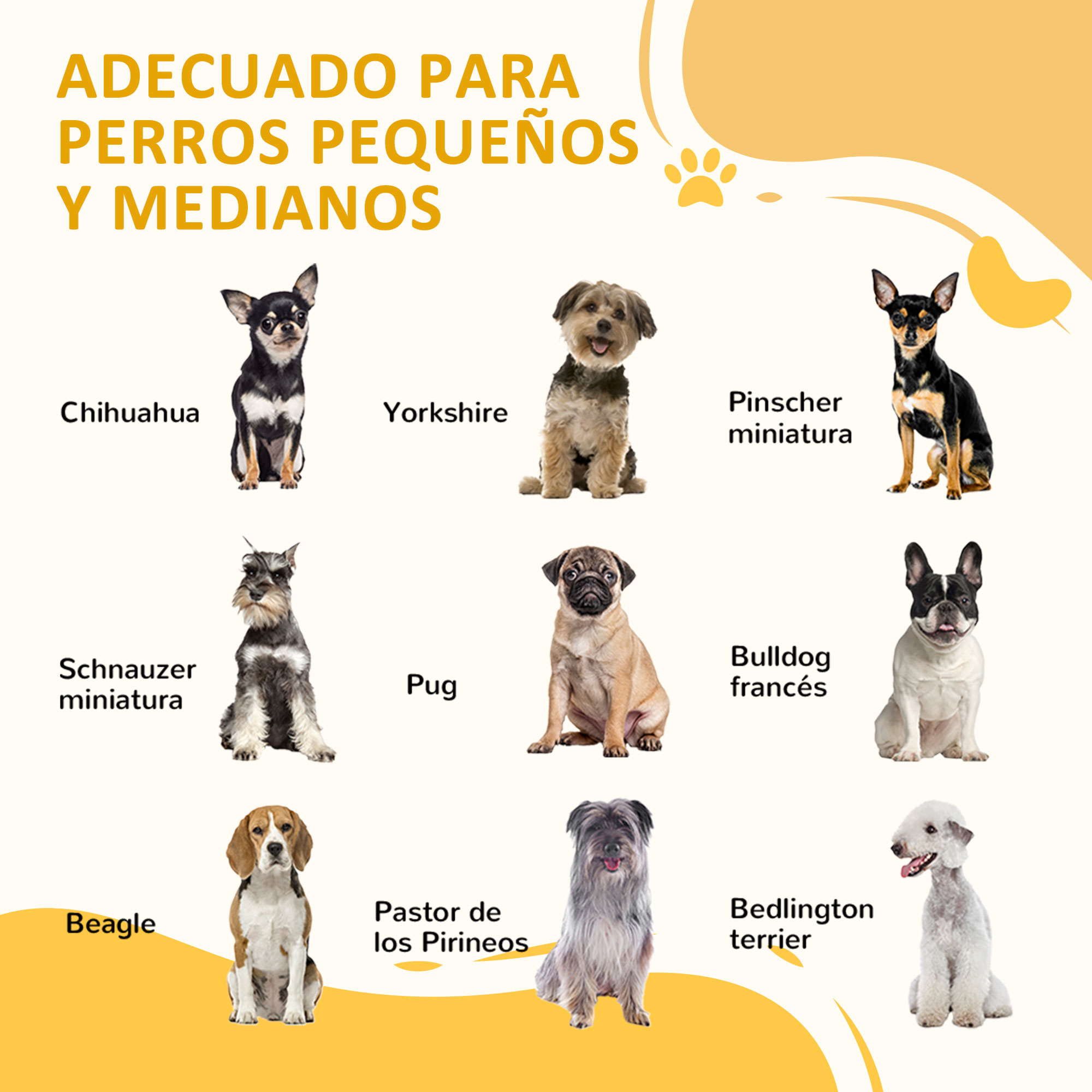 Varias razas de perros, incluyendo Chihuahua, Yorkshire y Pug, presentadas en una fila.