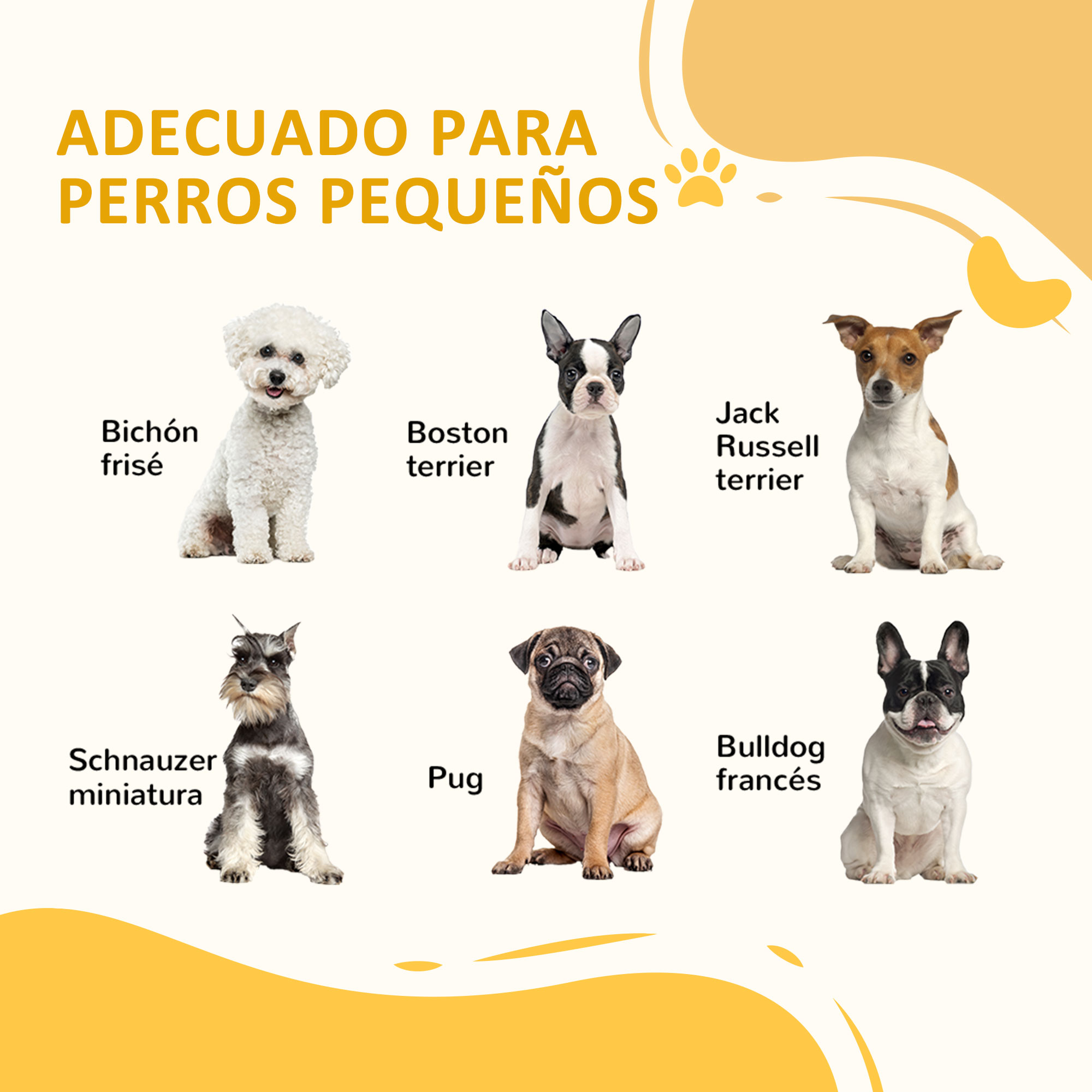 Una selección de razas de perros pequeños, incluyendo Bichón Frisé, Boston Terrier y Pug.